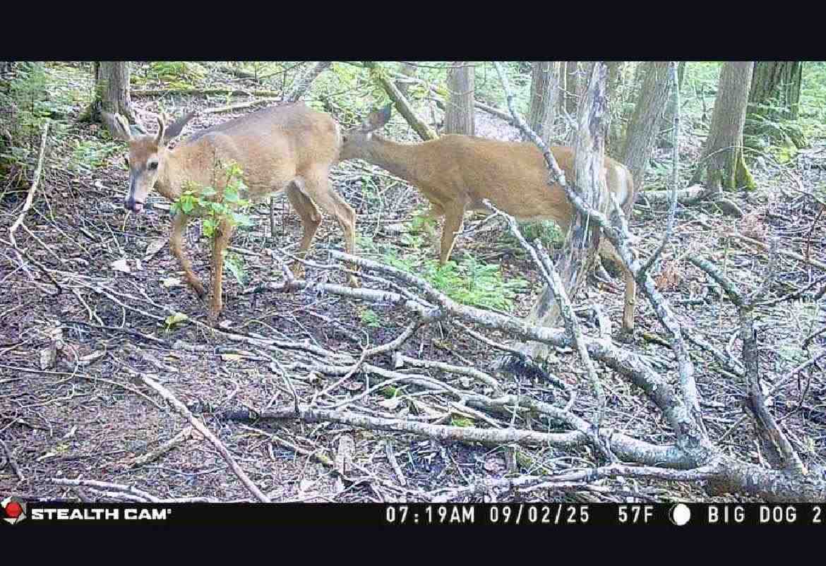 Us 23 Highway Cheboygan MI 49721