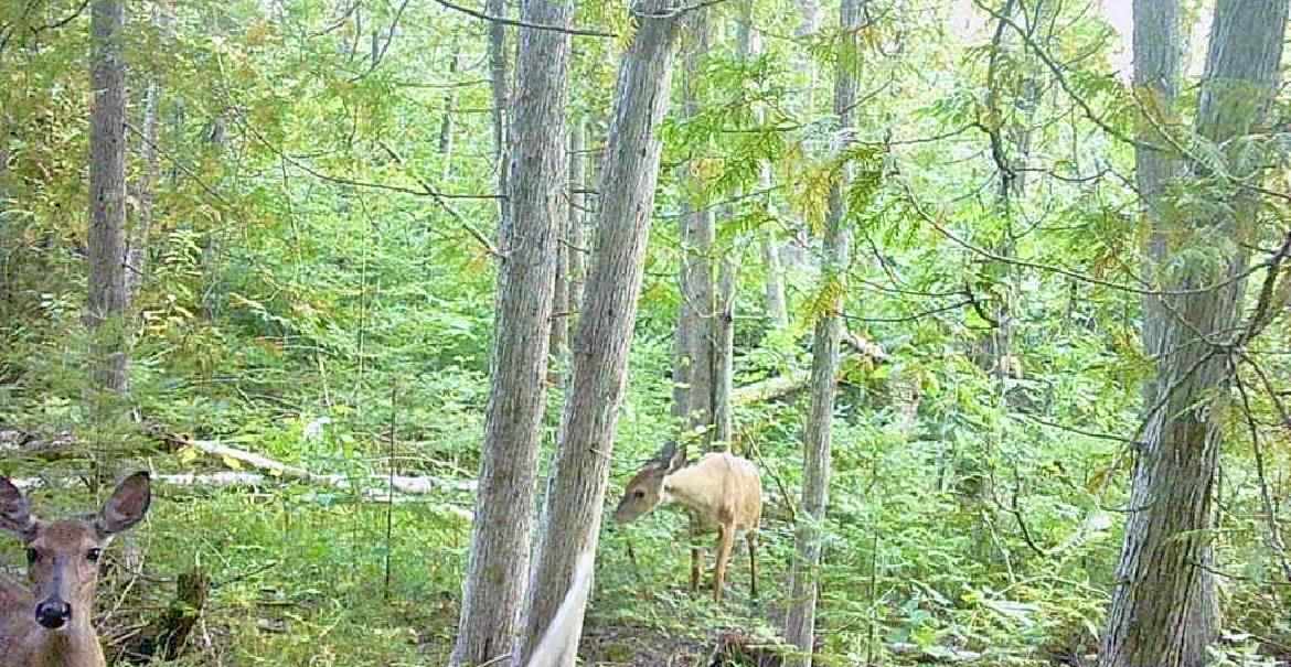 Us 23 Highway Cheboygan MI 49721