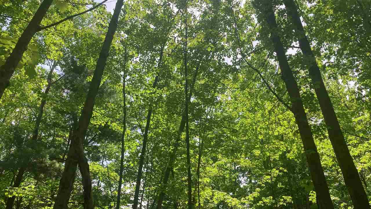 Lot 6 Trosko Road Kalkaska MI 49676