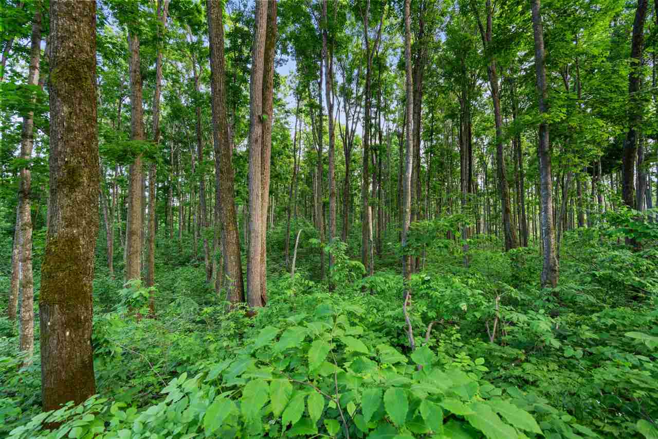 557 Arcadia Drive Harbor Springs MI 49740