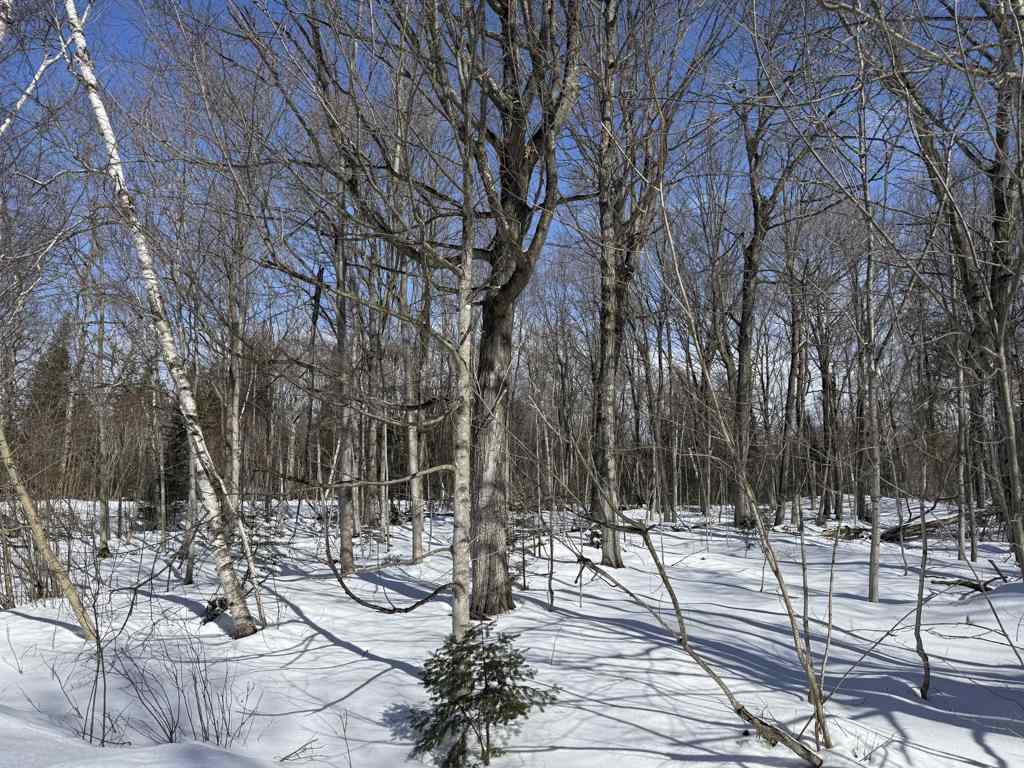 Lot 475,386,387 Island Woods Road N Beaver Island MI 49782