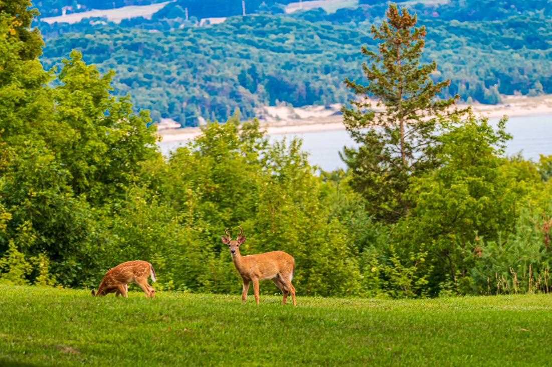 8178 East Ridge Road Harbor Springs MI 49740