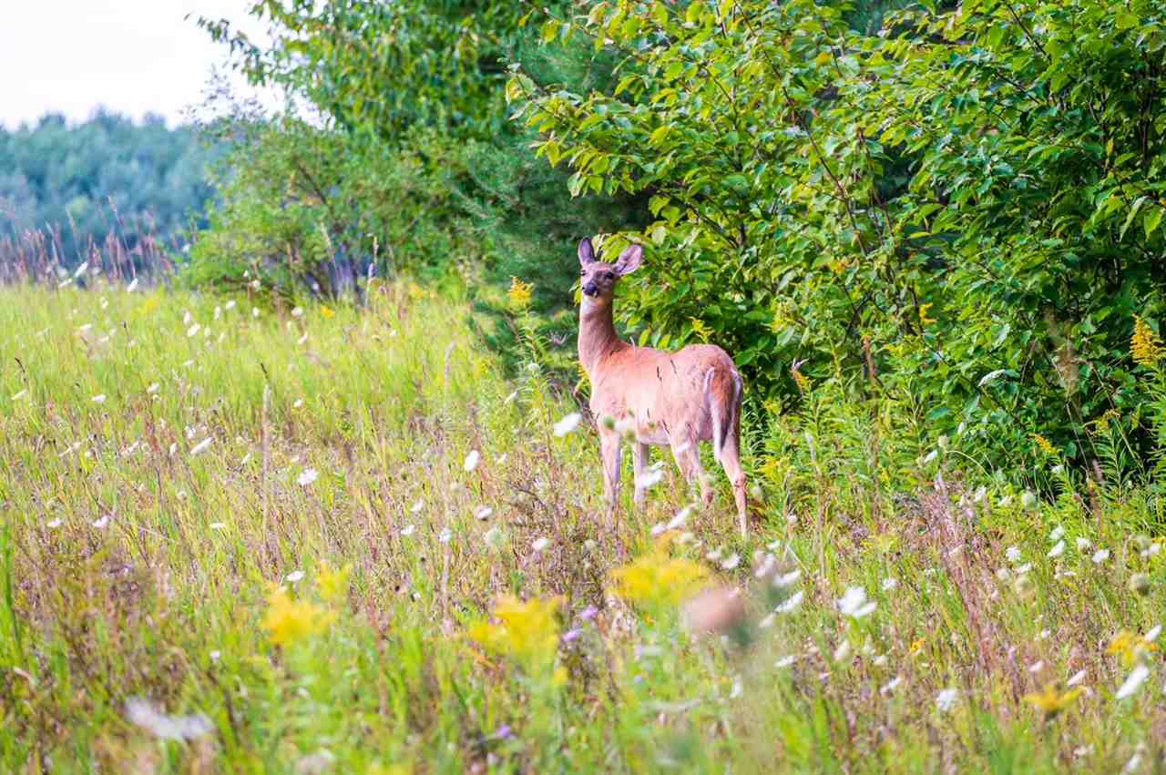 8100 Broken Ridge Harbor Springs MI 49740