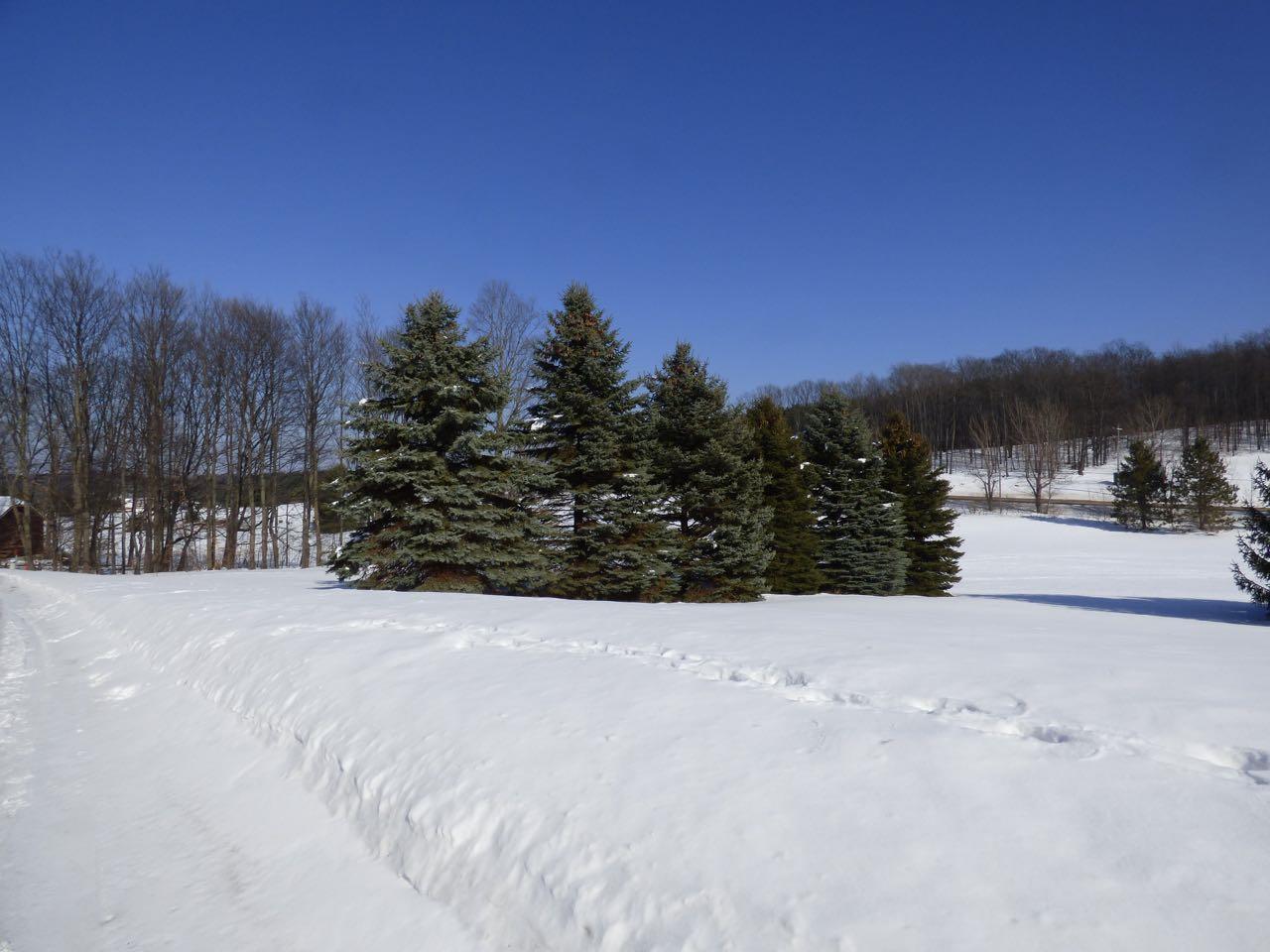 Unit 37 Golf Meadows Drive Bellaire MI 49615