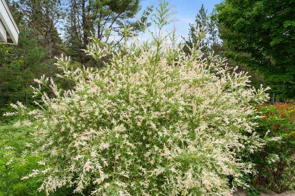 5760 Pickerel Lake Road Petoskey MI 49770