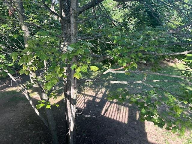 7181 Maple Drive Alanson MI 49706