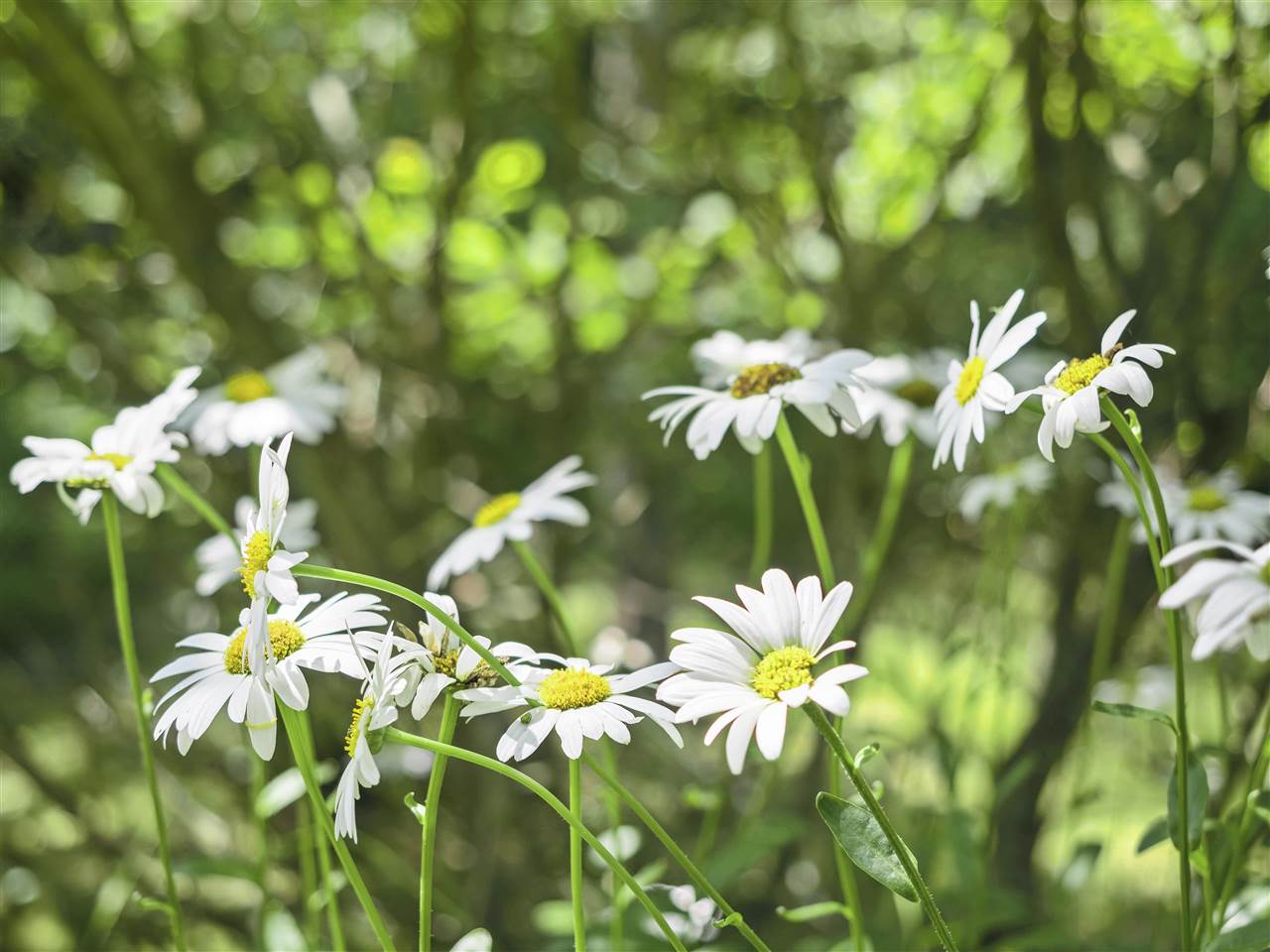 1919 Vance Road East Jordan MI 49727