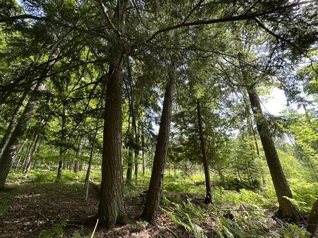 08015 Mulberry Lane Charlevoix MI 49720