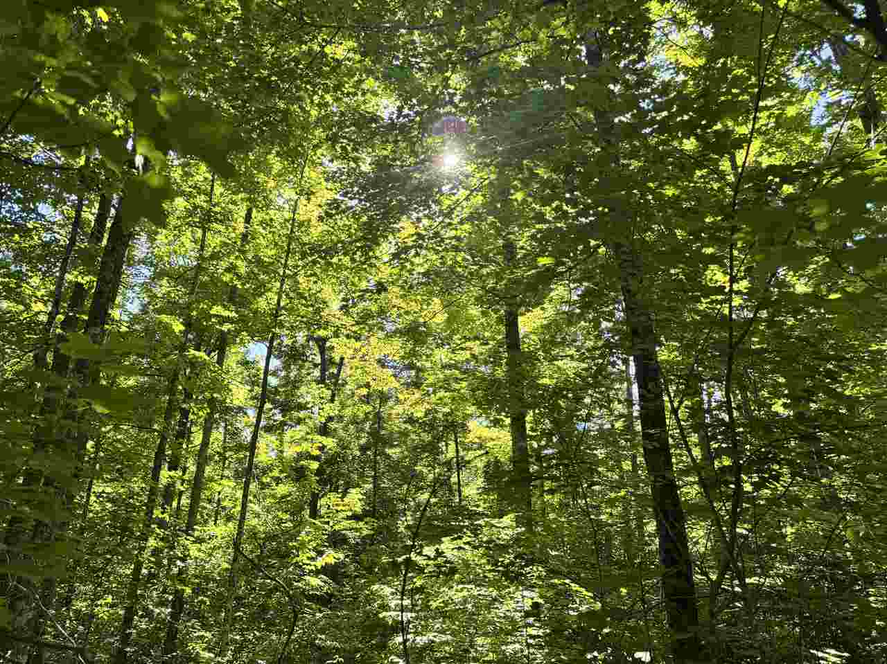 9674 Springvale Road Boyne Falls MI 49713