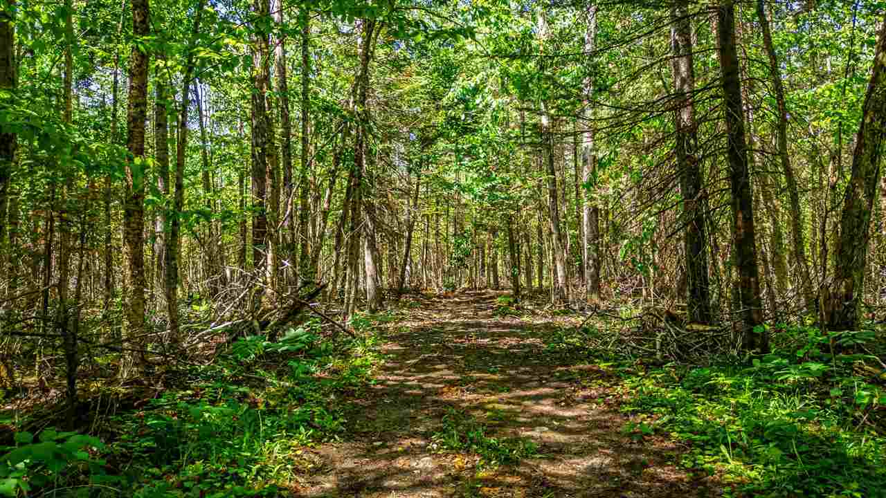 1133 W Thumb Lake Road Vanderbilt MI 49795