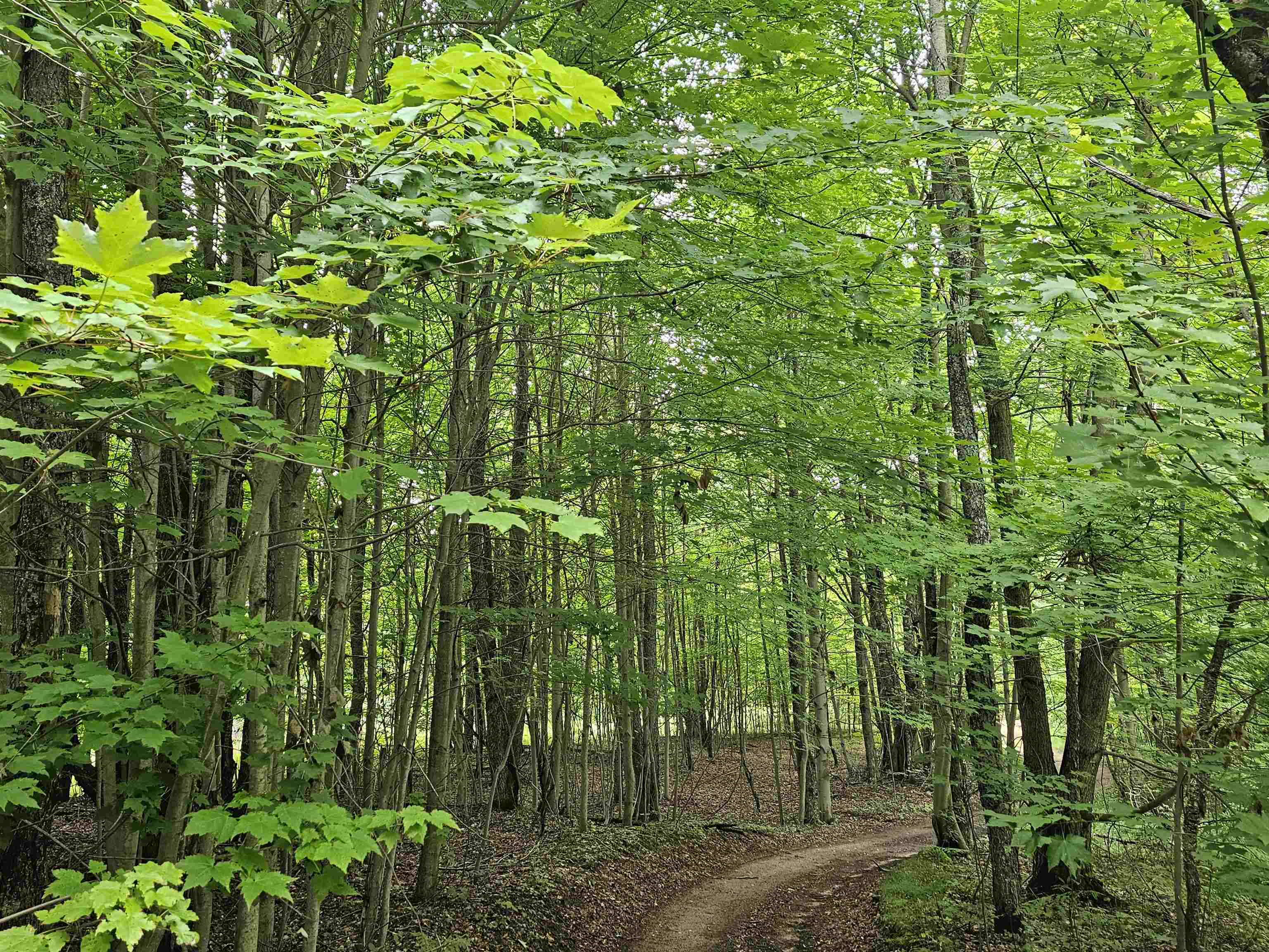 V/l Canyon Road Rose Lake Township MI 49665