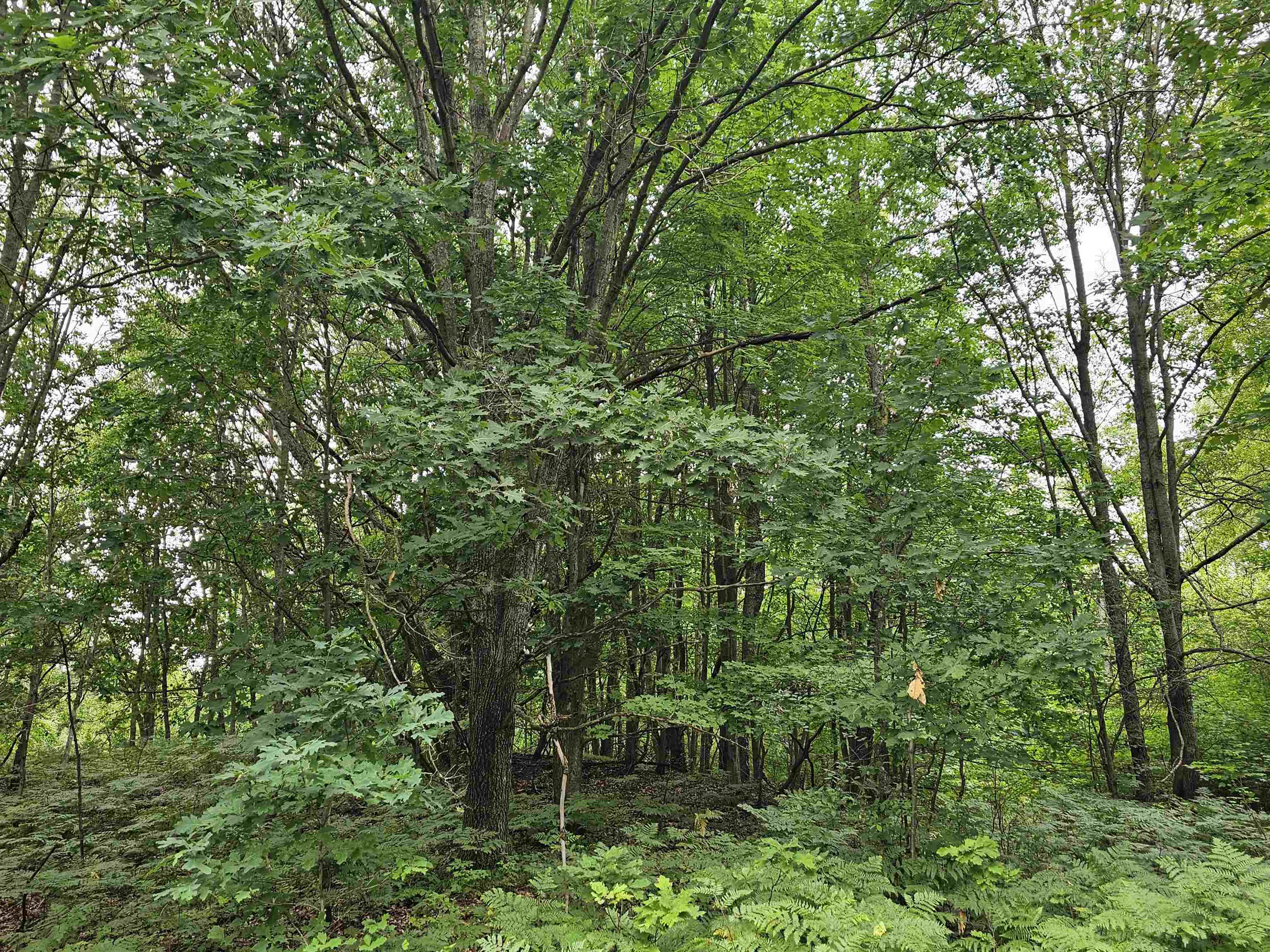 V/l Canyon Road Rose Lake Township MI 49665