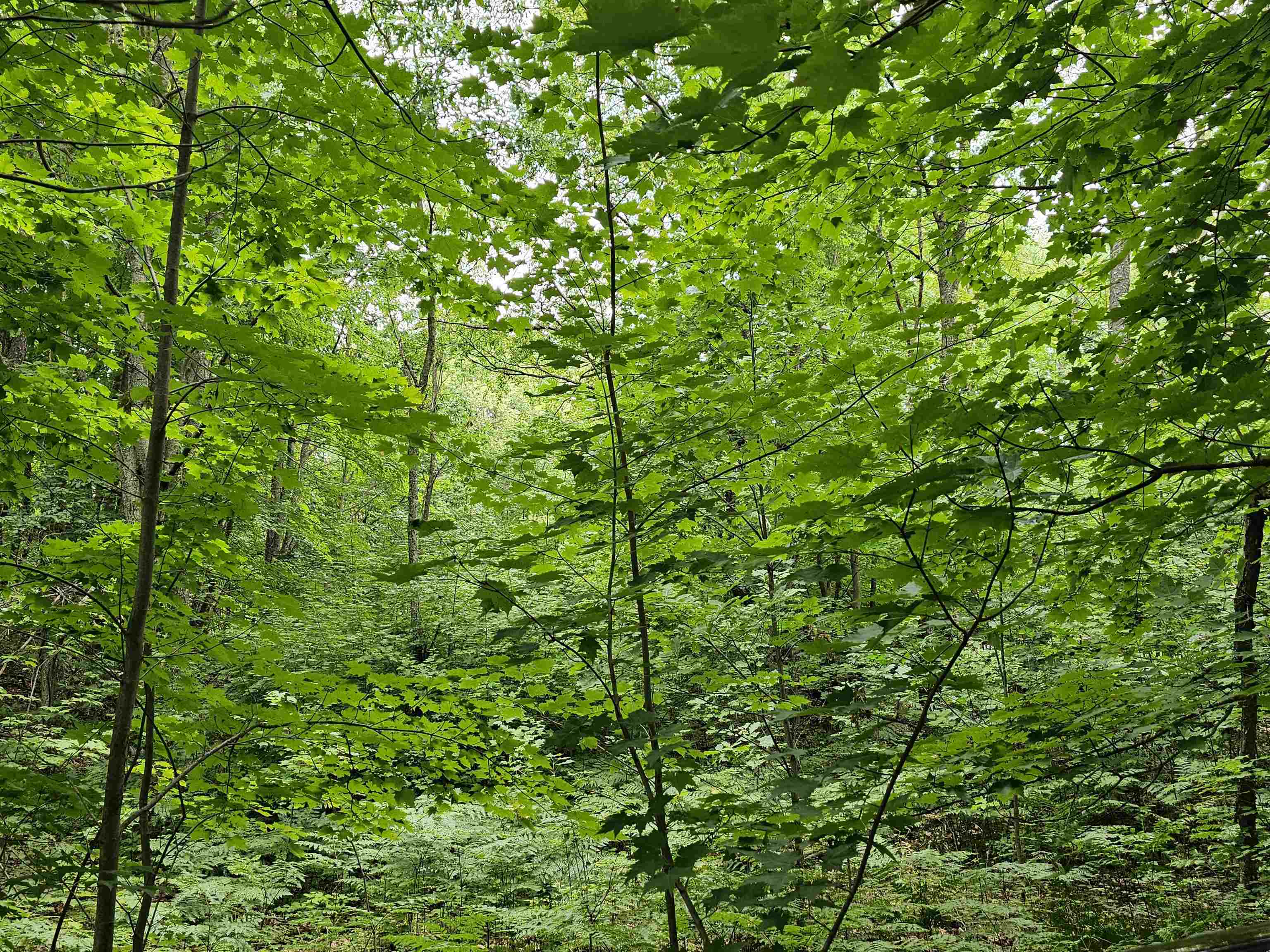 V/l Canyon Road Rose Lake Township MI 49665