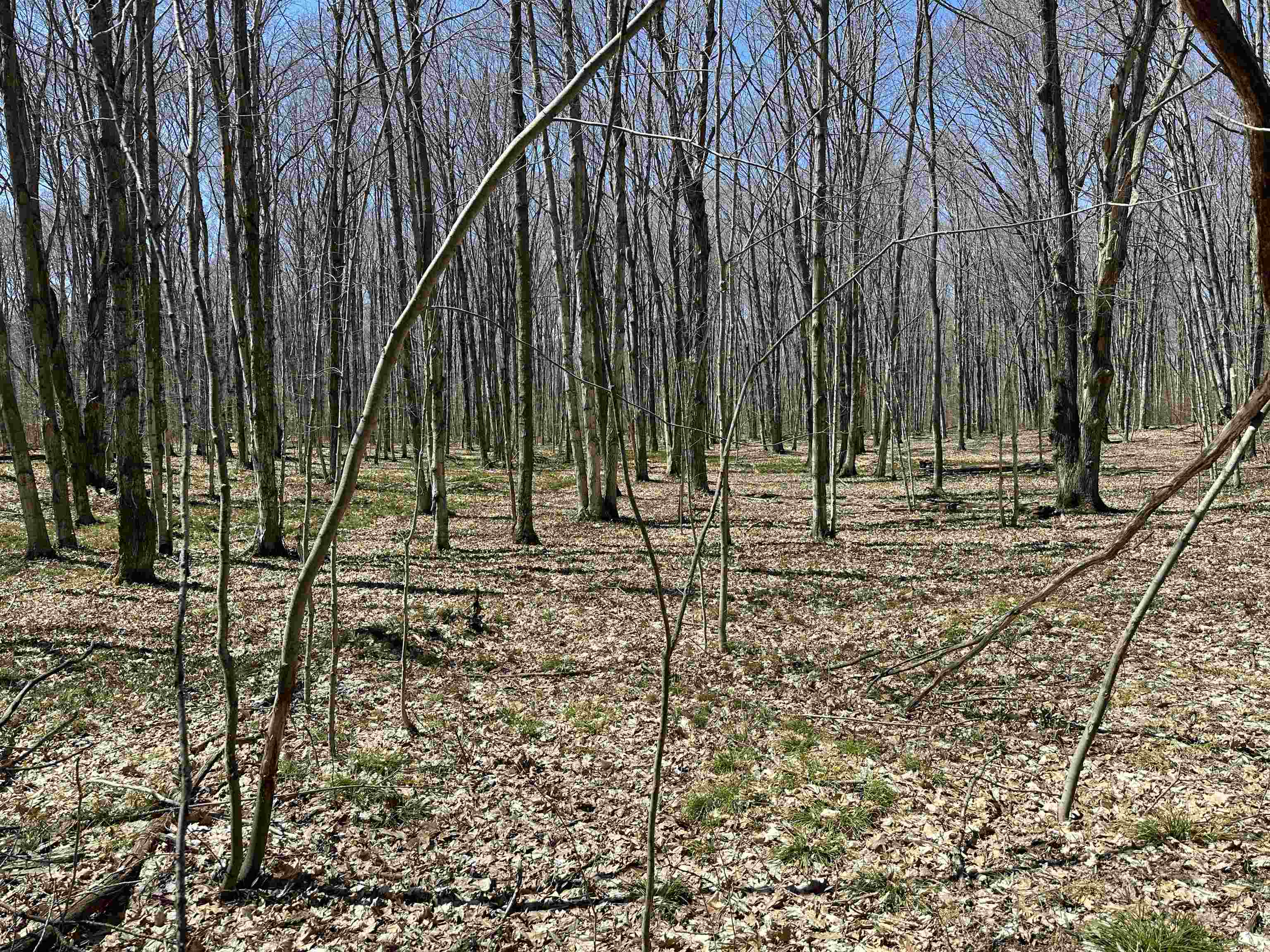 Tbd Beaver Island Road Peaine Township MI 49782