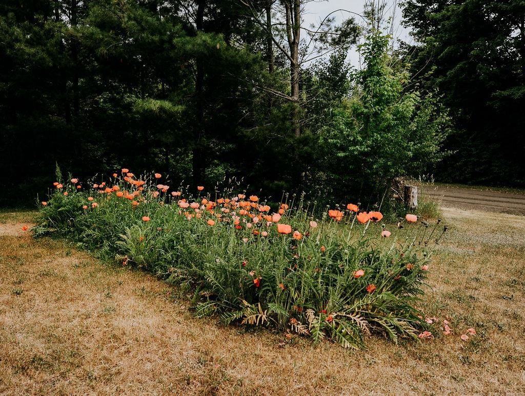 11184 N Mill Street Leelanau Township MI 49670