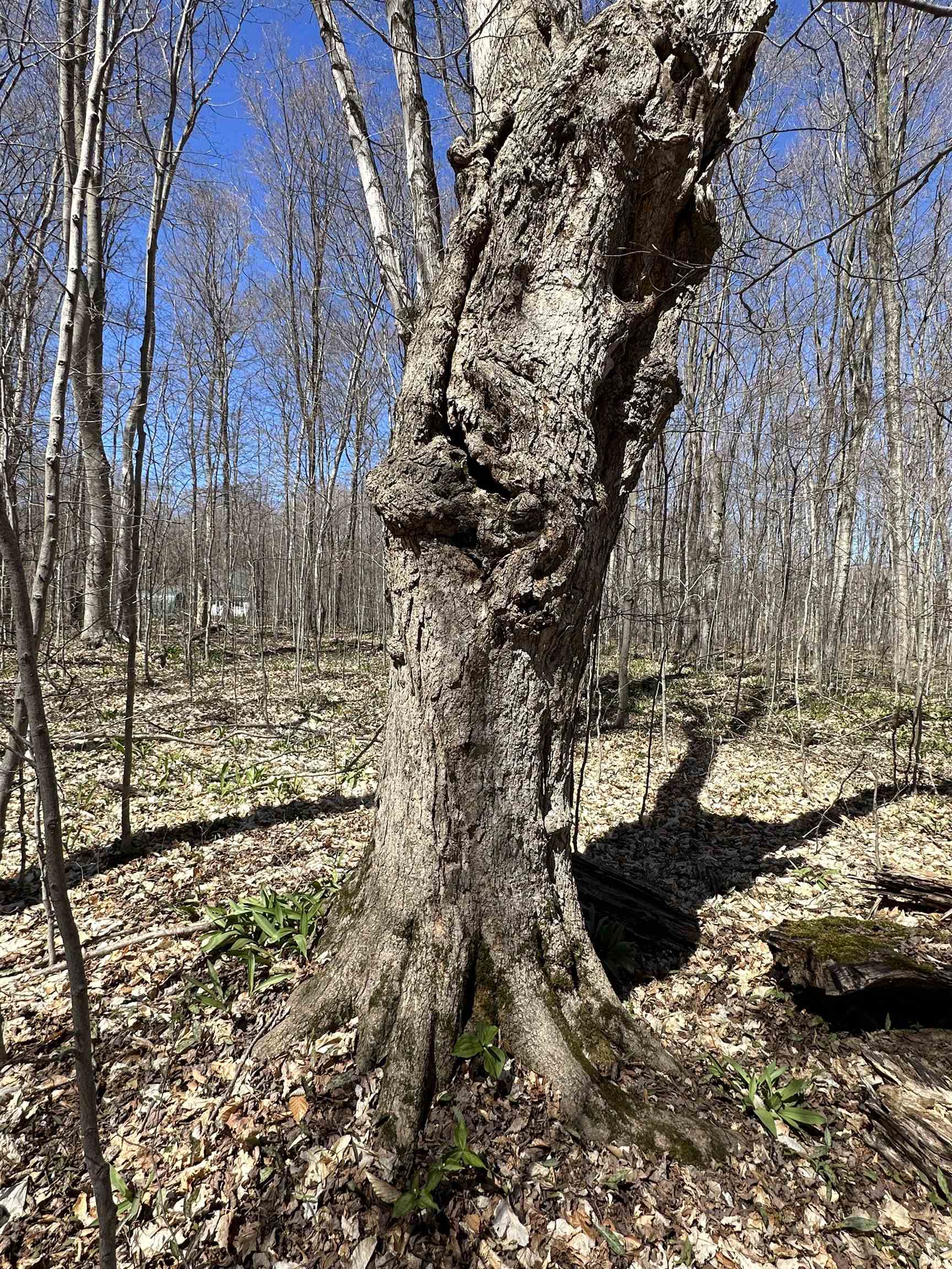 Tbd West Side Drive Peaine Township MI 49782