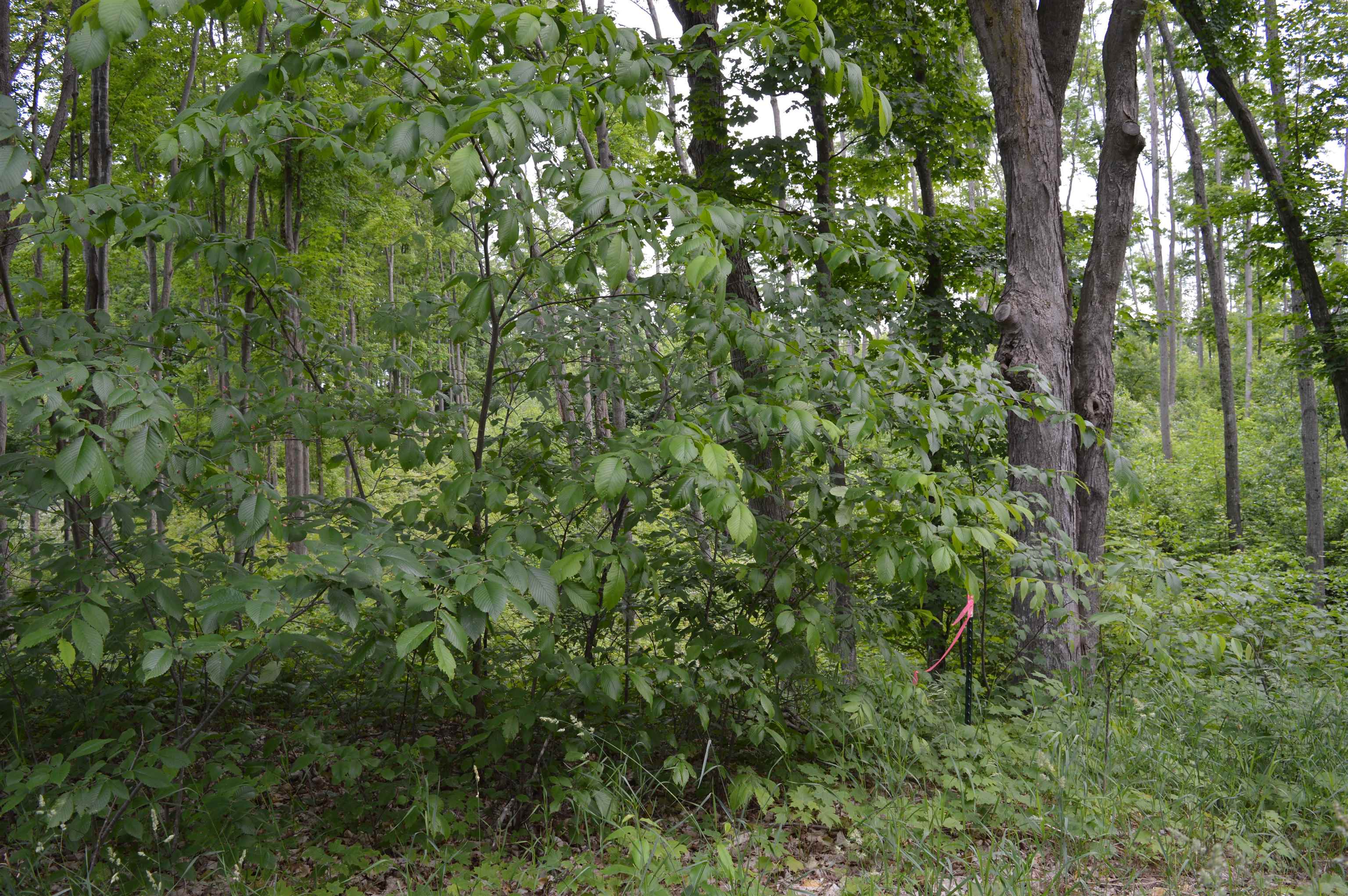 J Summit City Road Paradise Township MI 49649
