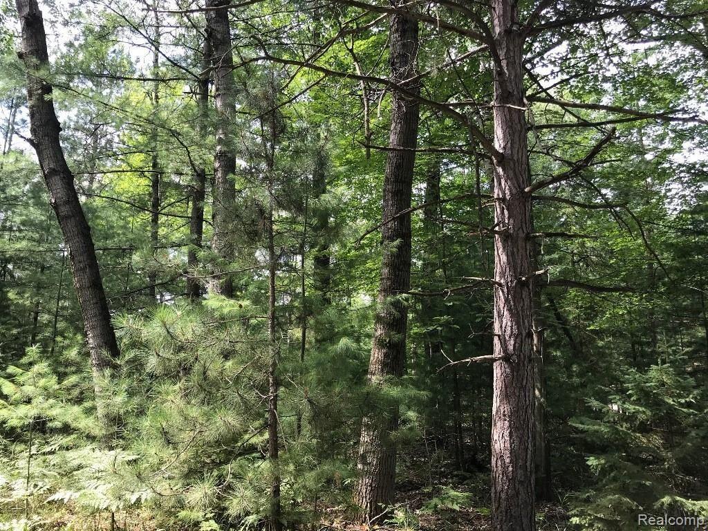 0 Racoon Trail Alcona Township MI 48742