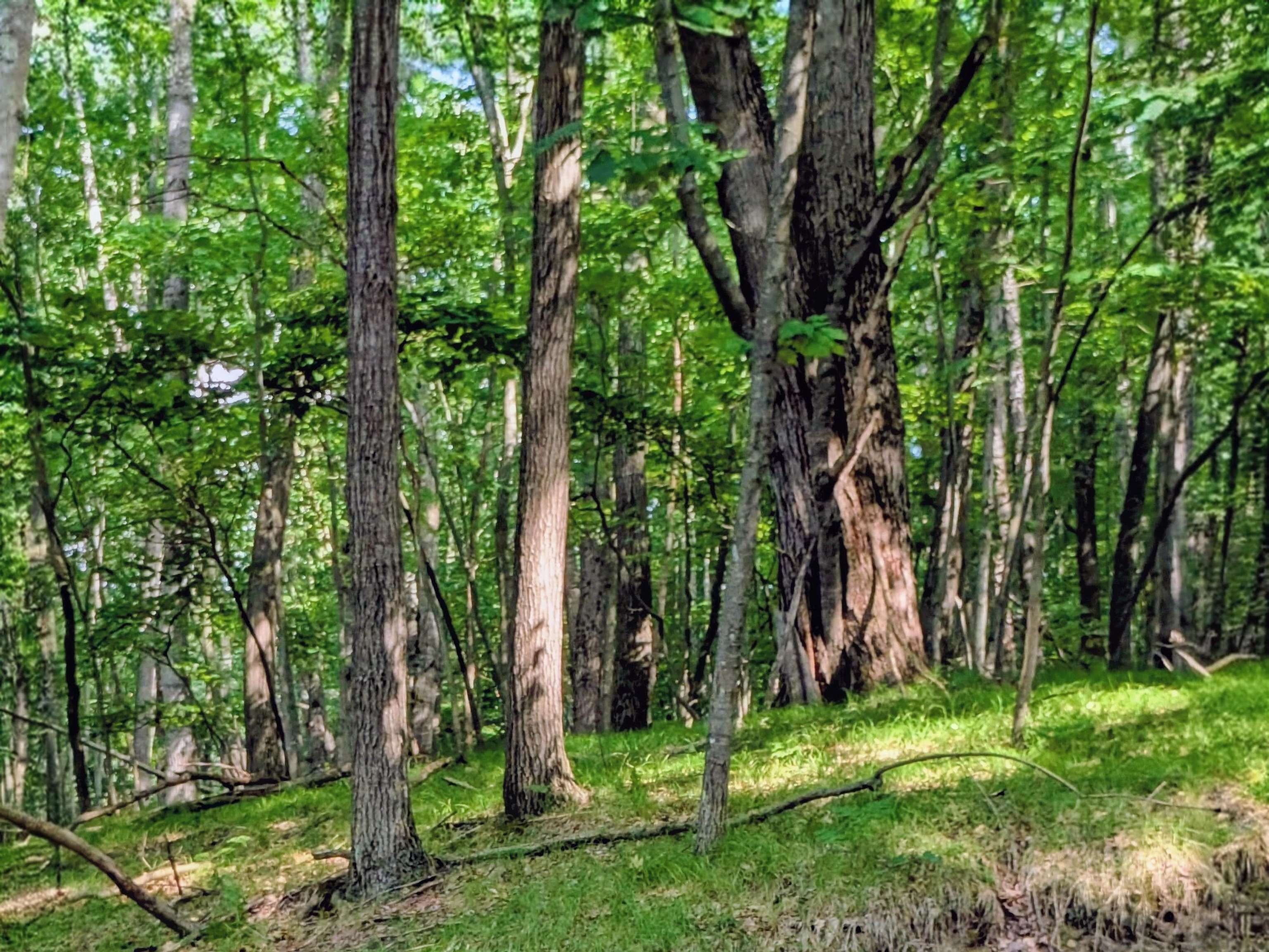11717 Broken Arrow Morton Township MI 49346