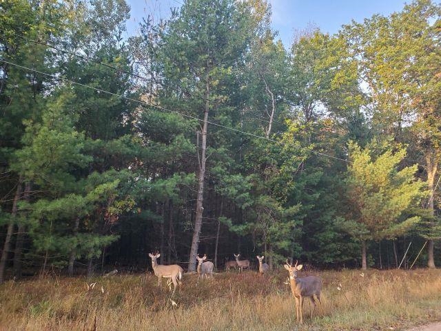 0 Buffalo Trail Moffatt Township MI 48610