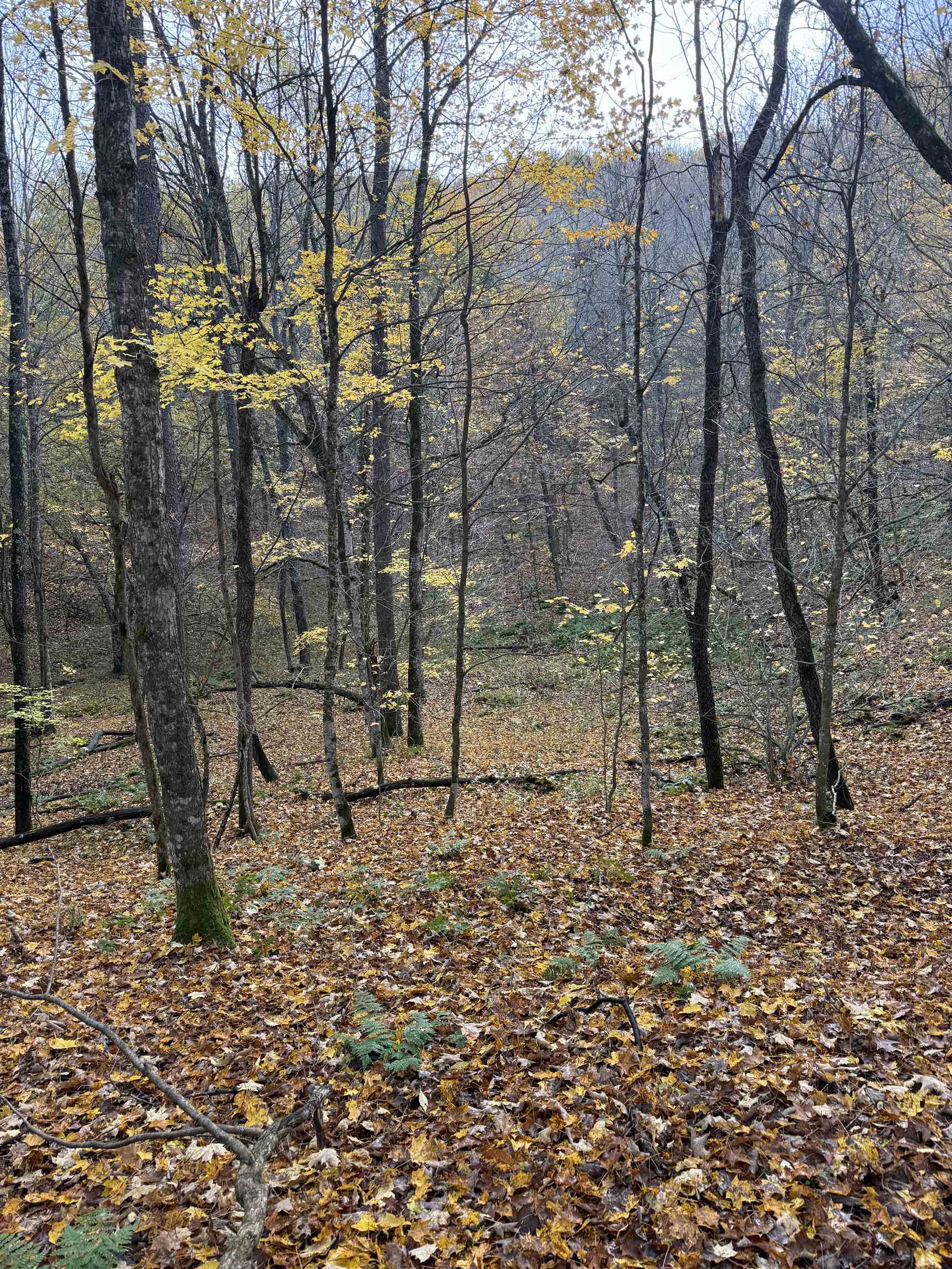 0 S Fritz Road Kasson Township MI 49630