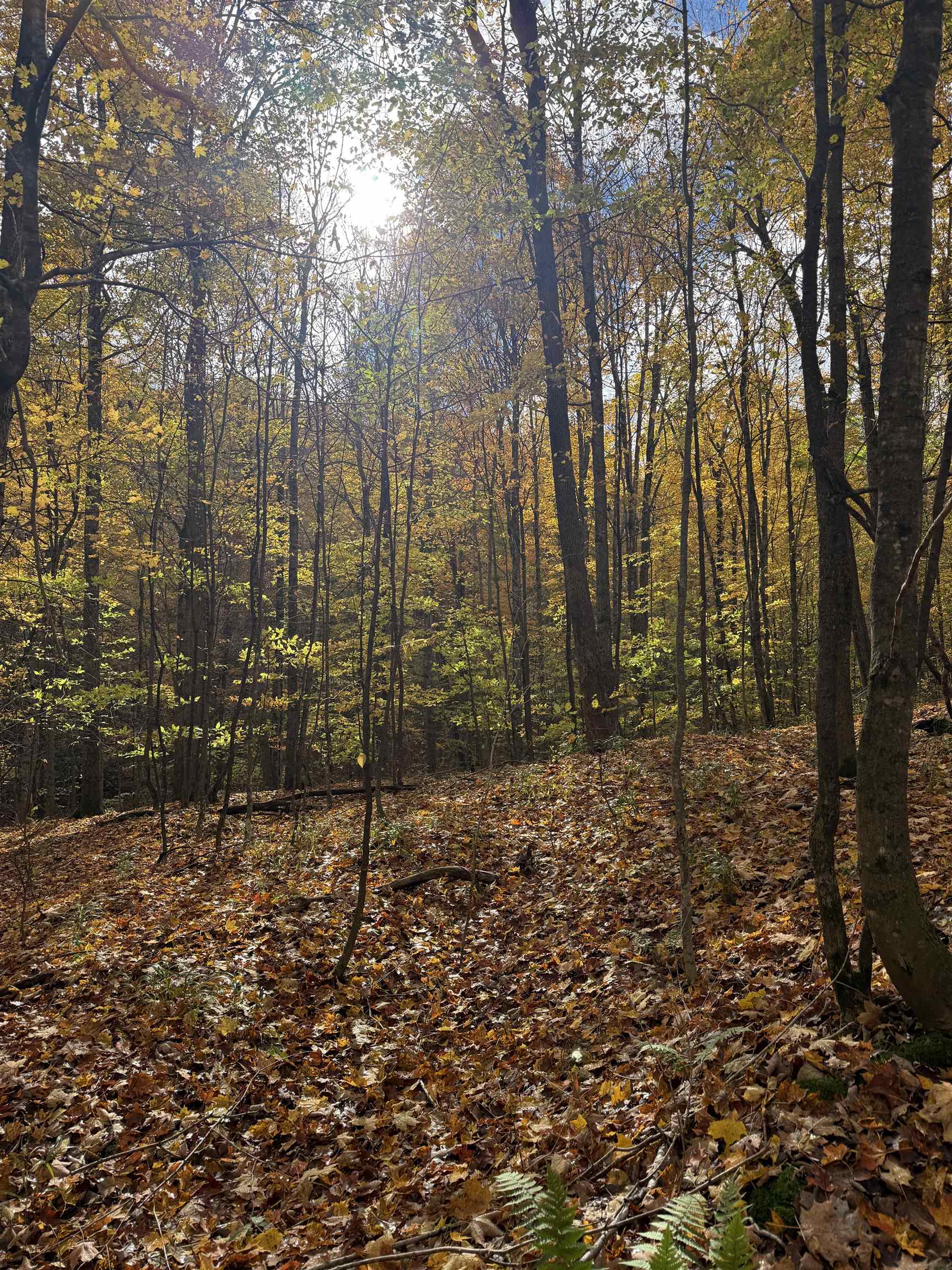 0 S Fritz Road Kasson Township MI 49630