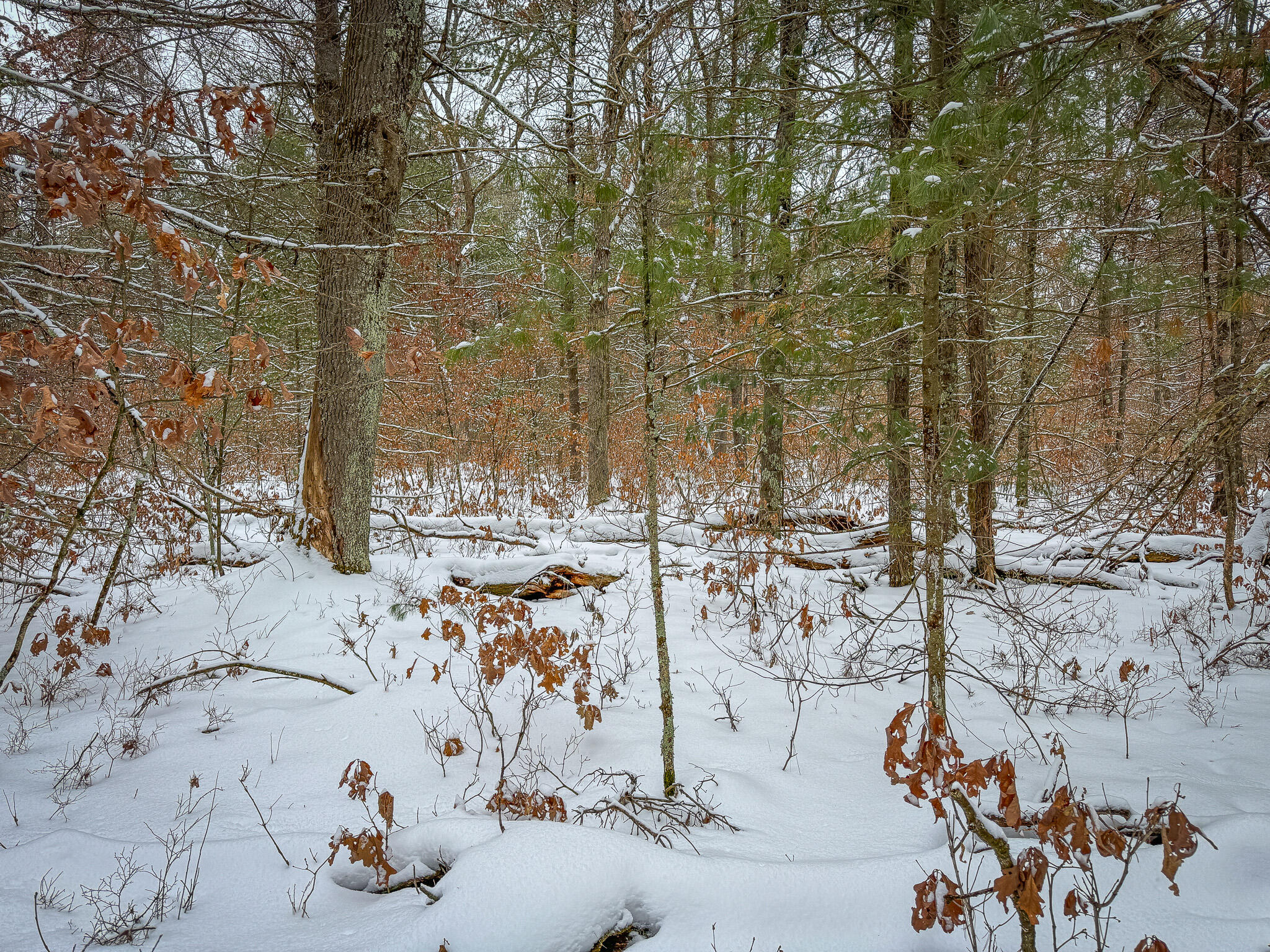 V/l Nelson Road Cherry Valley Township MI 49642