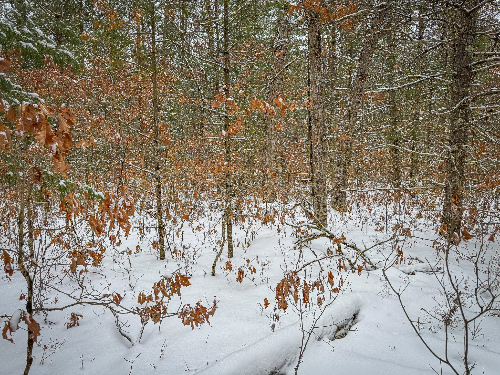 V/l Nelson Road Cherry Valley Township MI 49642