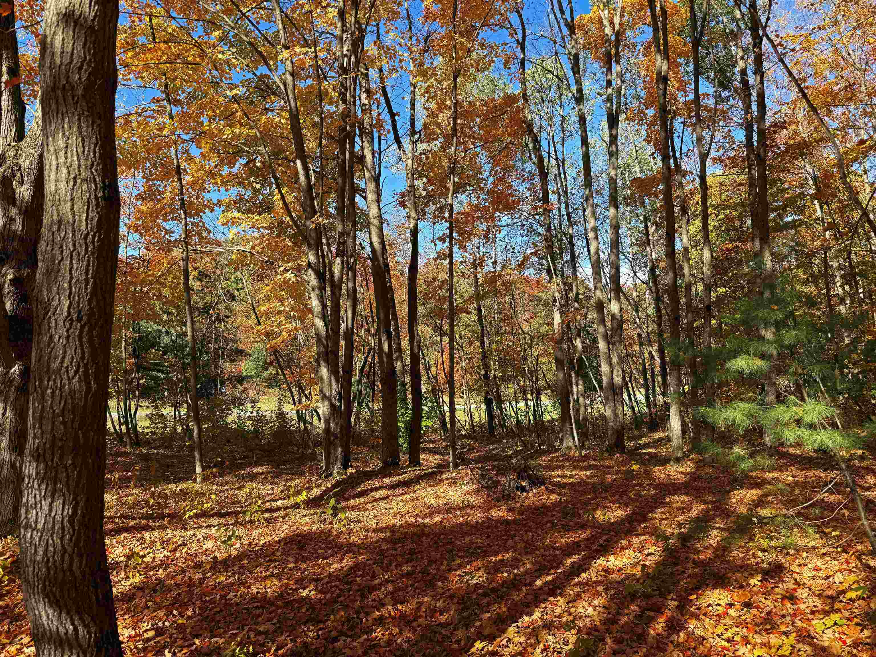 5038 NE East Shore Drive Coldsprings Township MI 49646