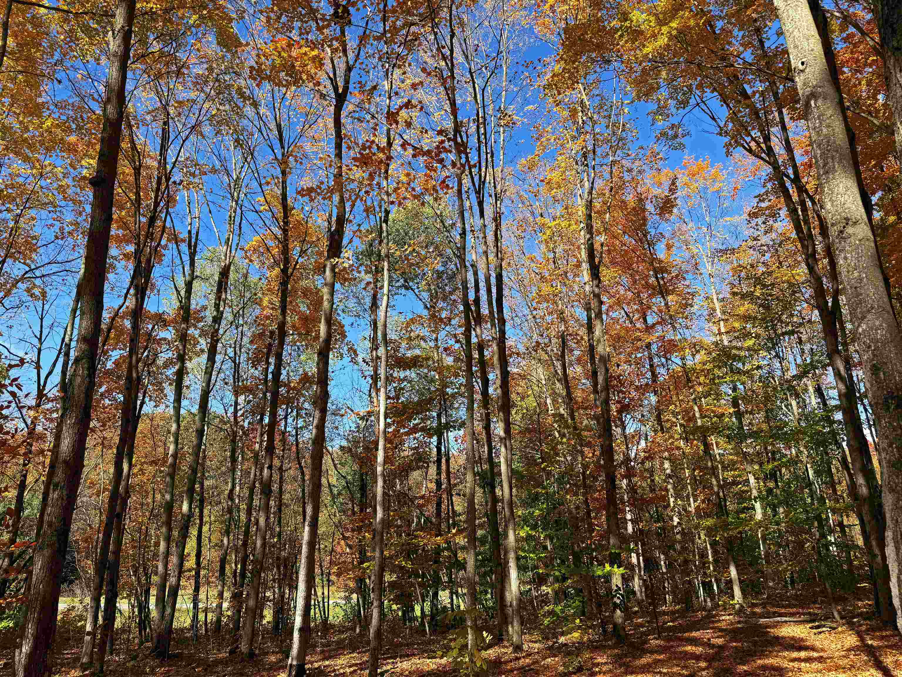 5038 NE East Shore Drive Coldsprings Township MI 49646