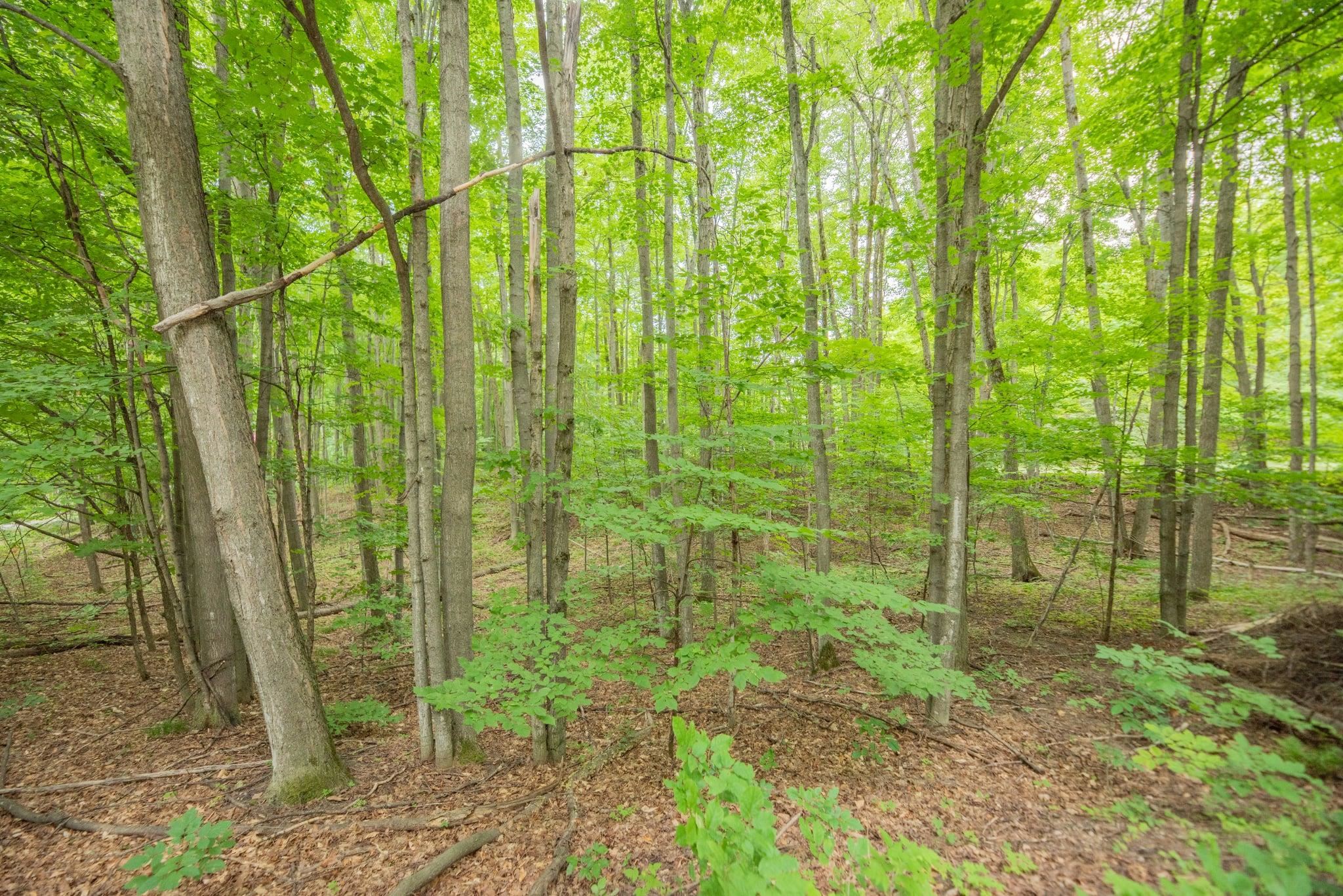 00 Hansel Strause E Custer Township MI 49615