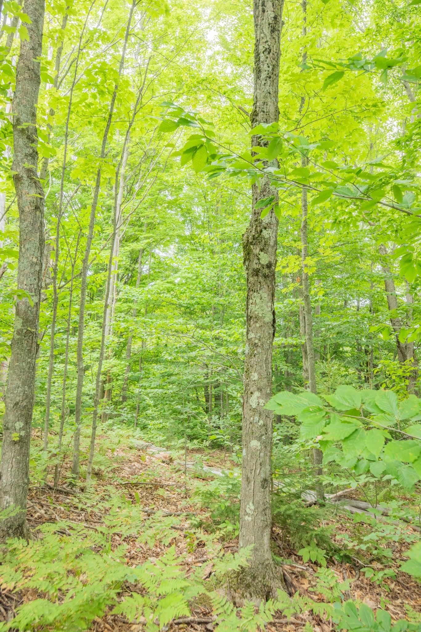 00 Hansel Strause E Custer Township MI 49615