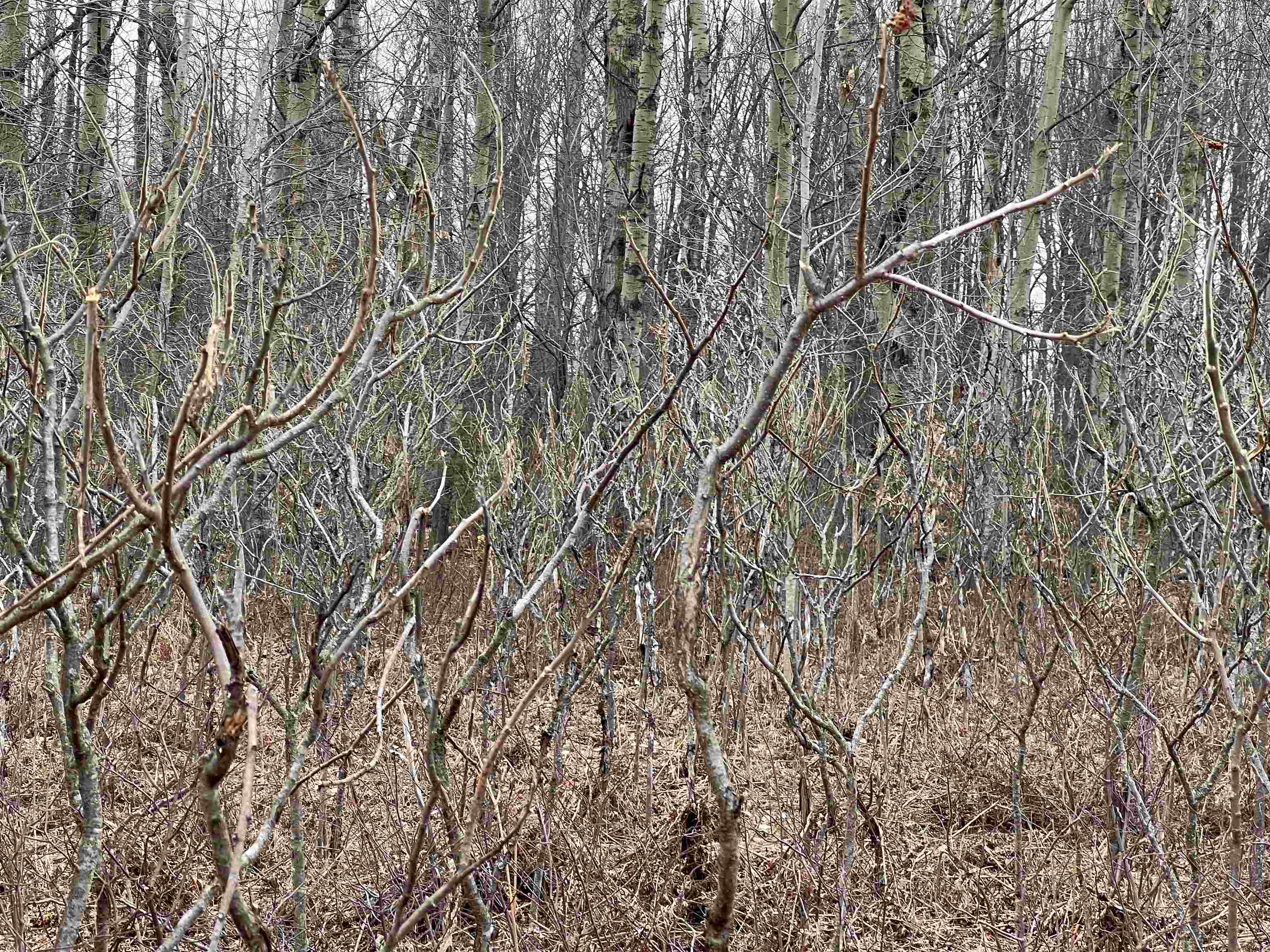Lot 19 Crestview Drive Clam Lake Township MI 49601
