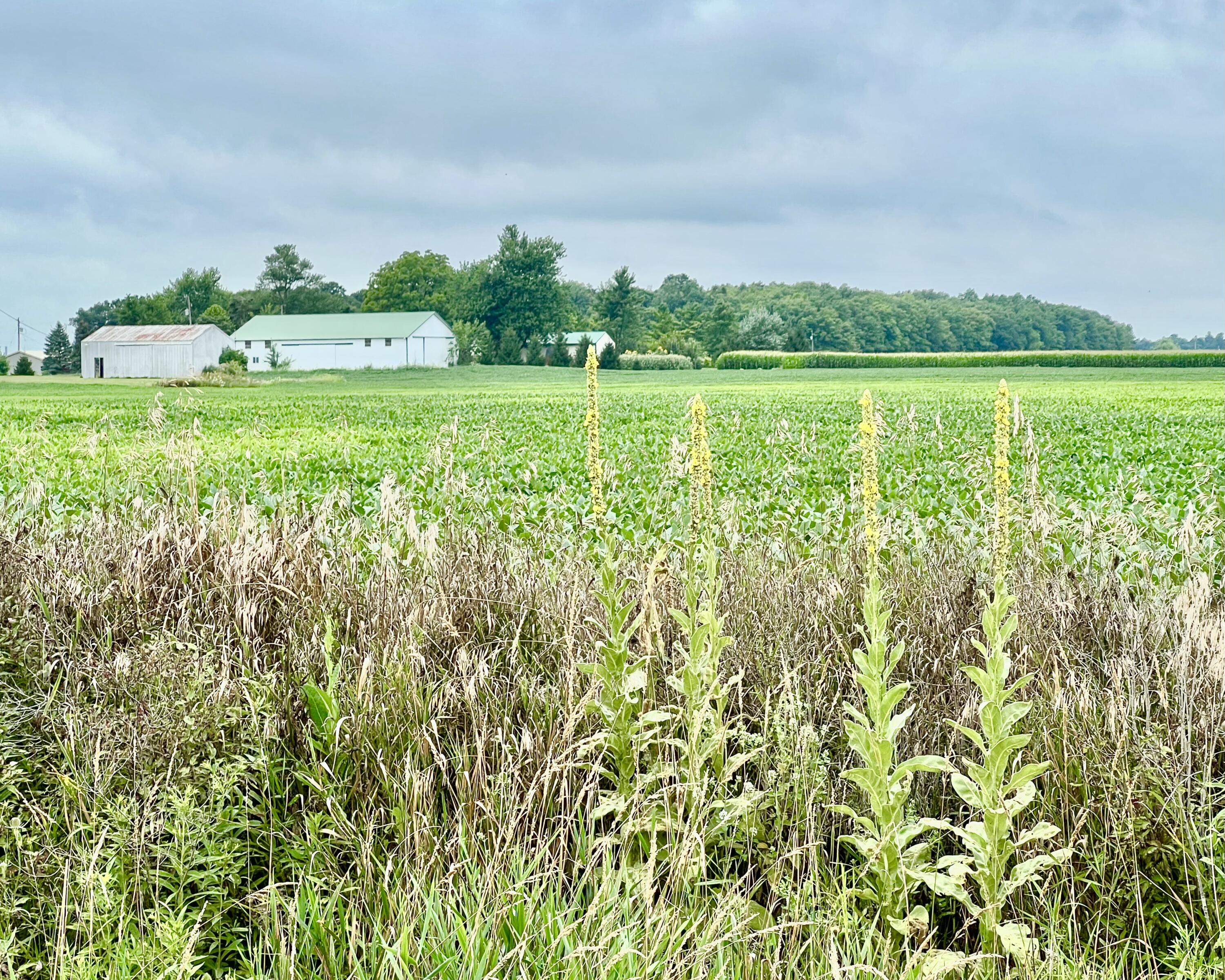 10800 South Road Wright Township MI 49288