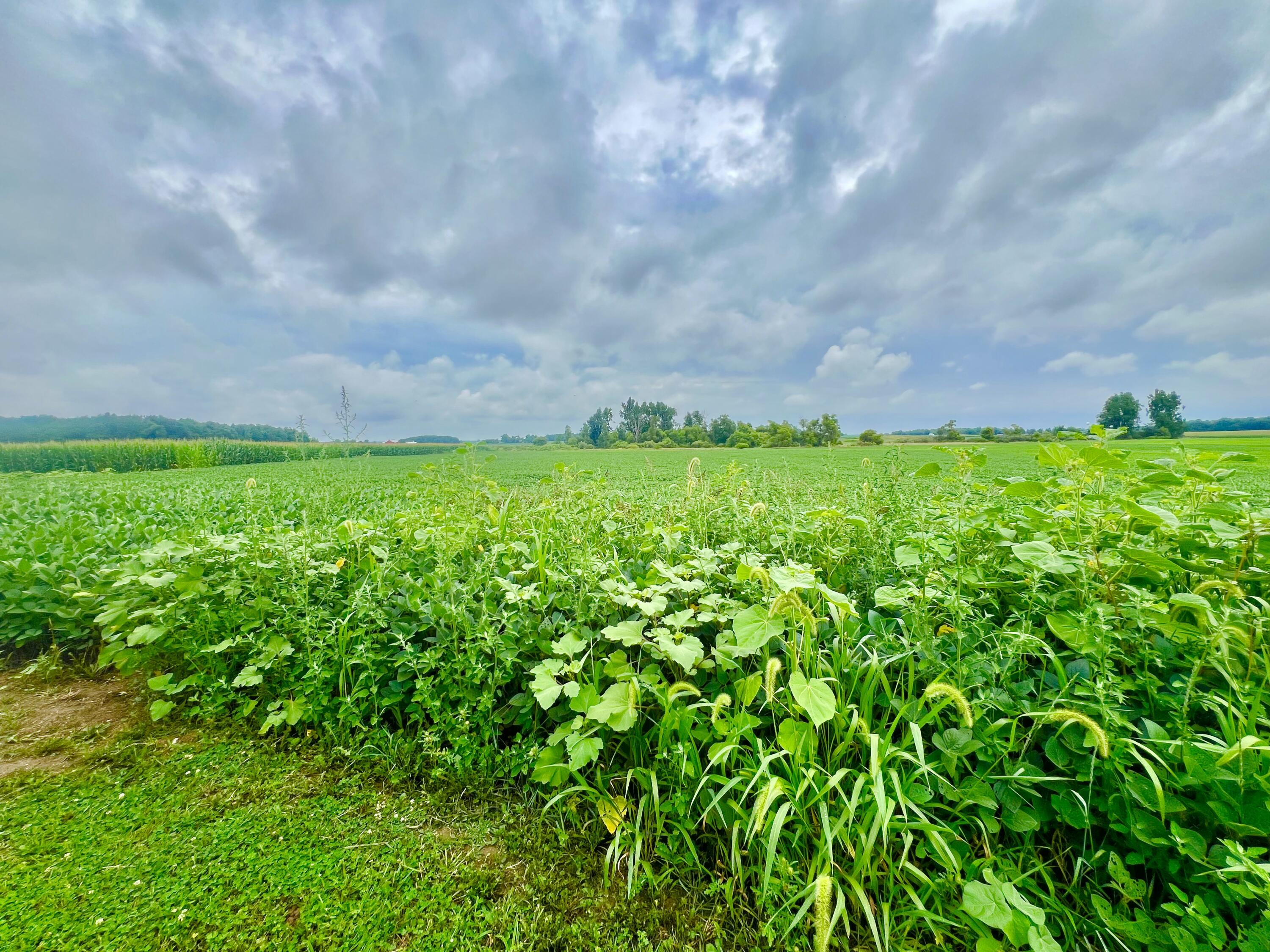 10800 South Road Wright Township MI 49288