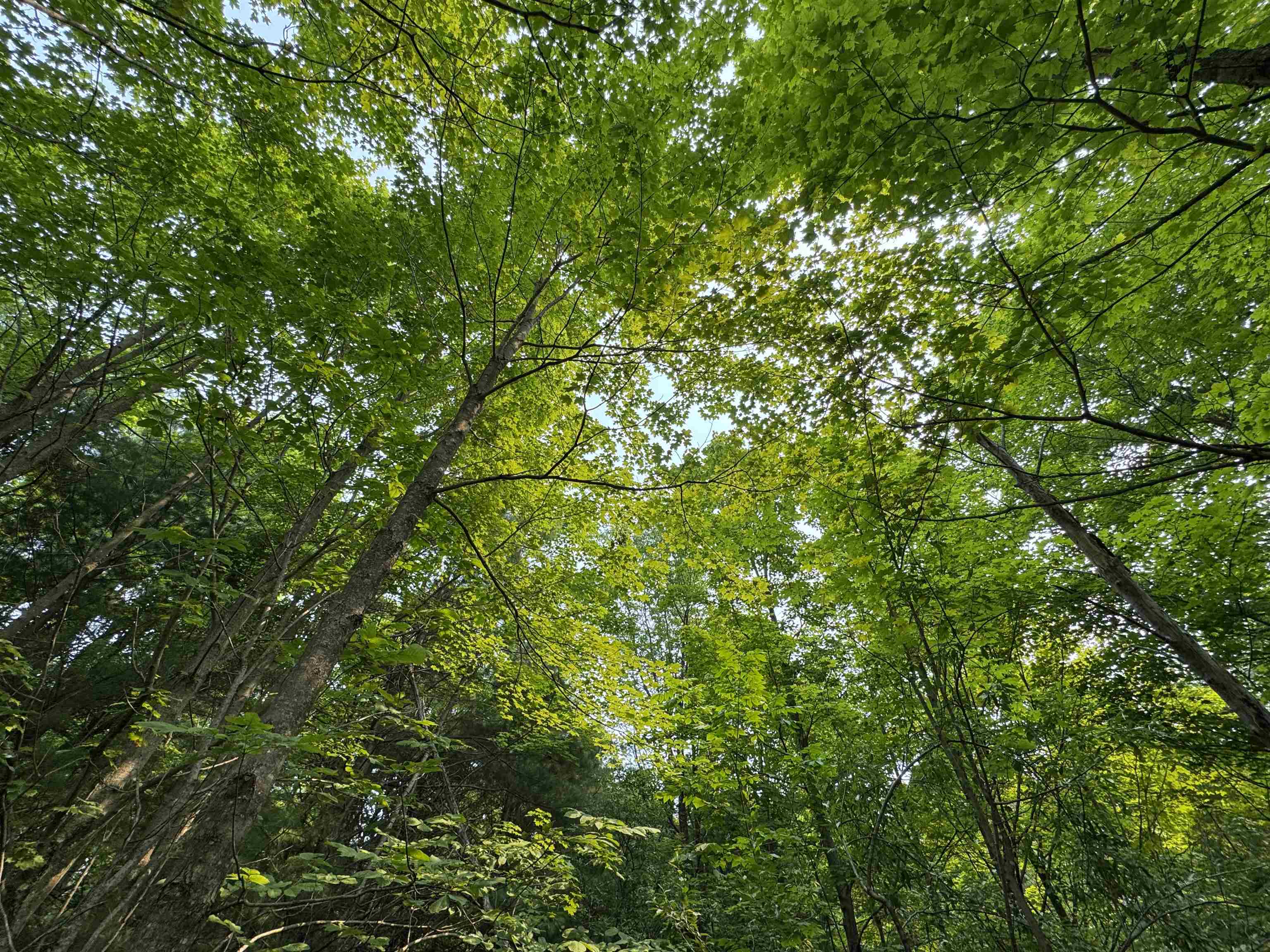 Lot #1 E Bellinger Road Kasson Township MI 49621