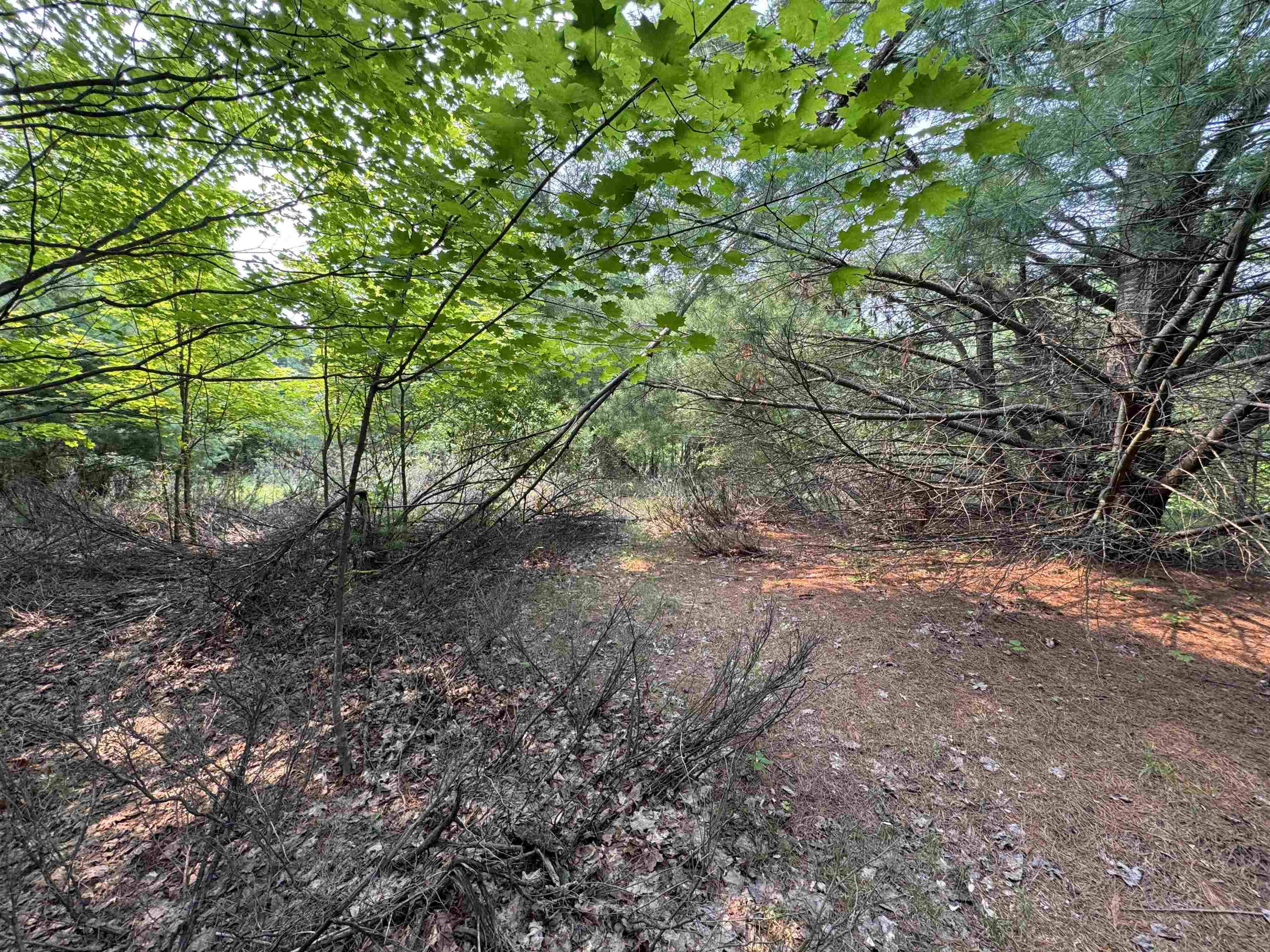 Lot #1 E Bellinger Road Kasson Township MI 49621