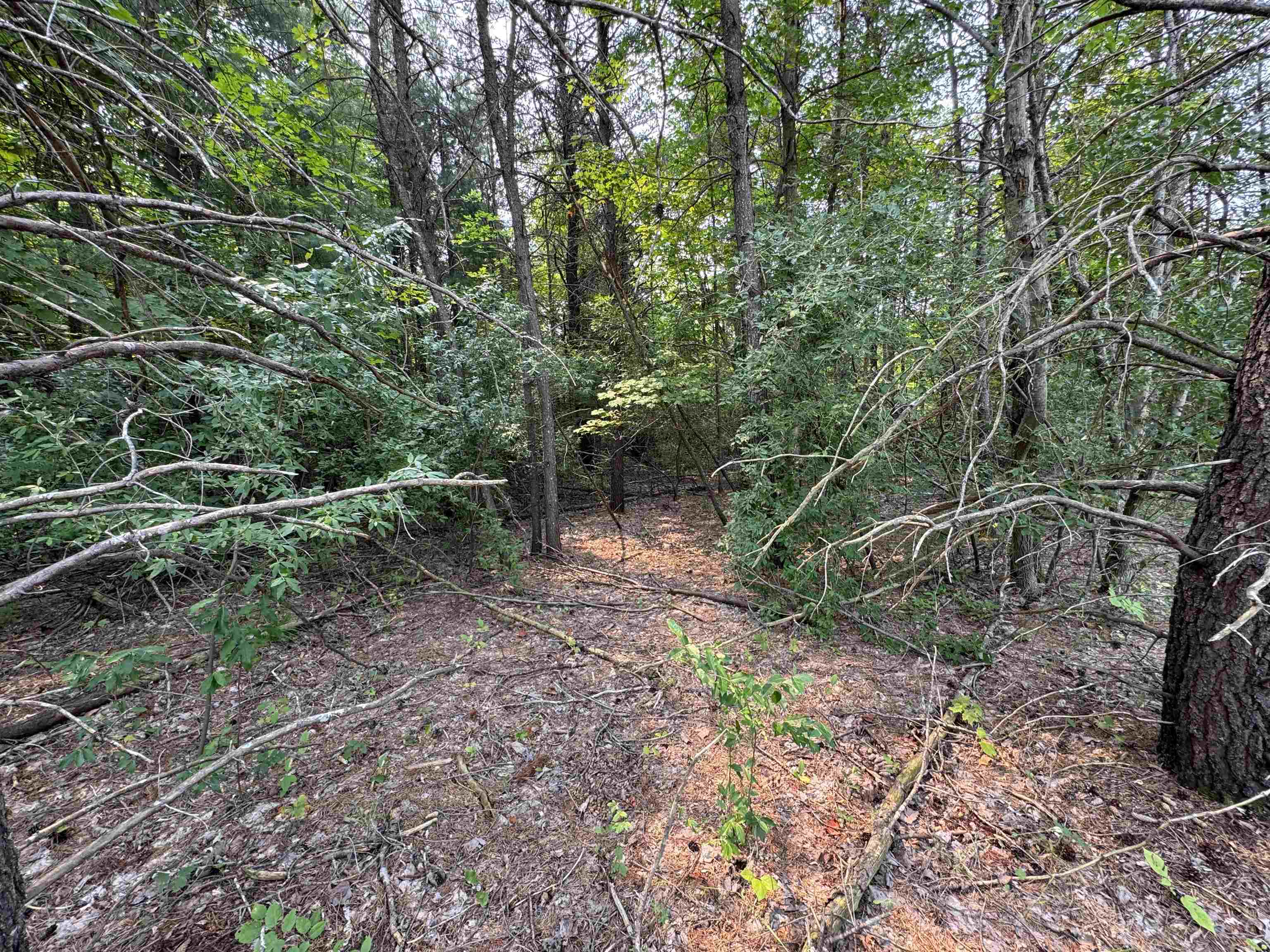 Lot #1 E Bellinger Road Kasson Township MI 49621