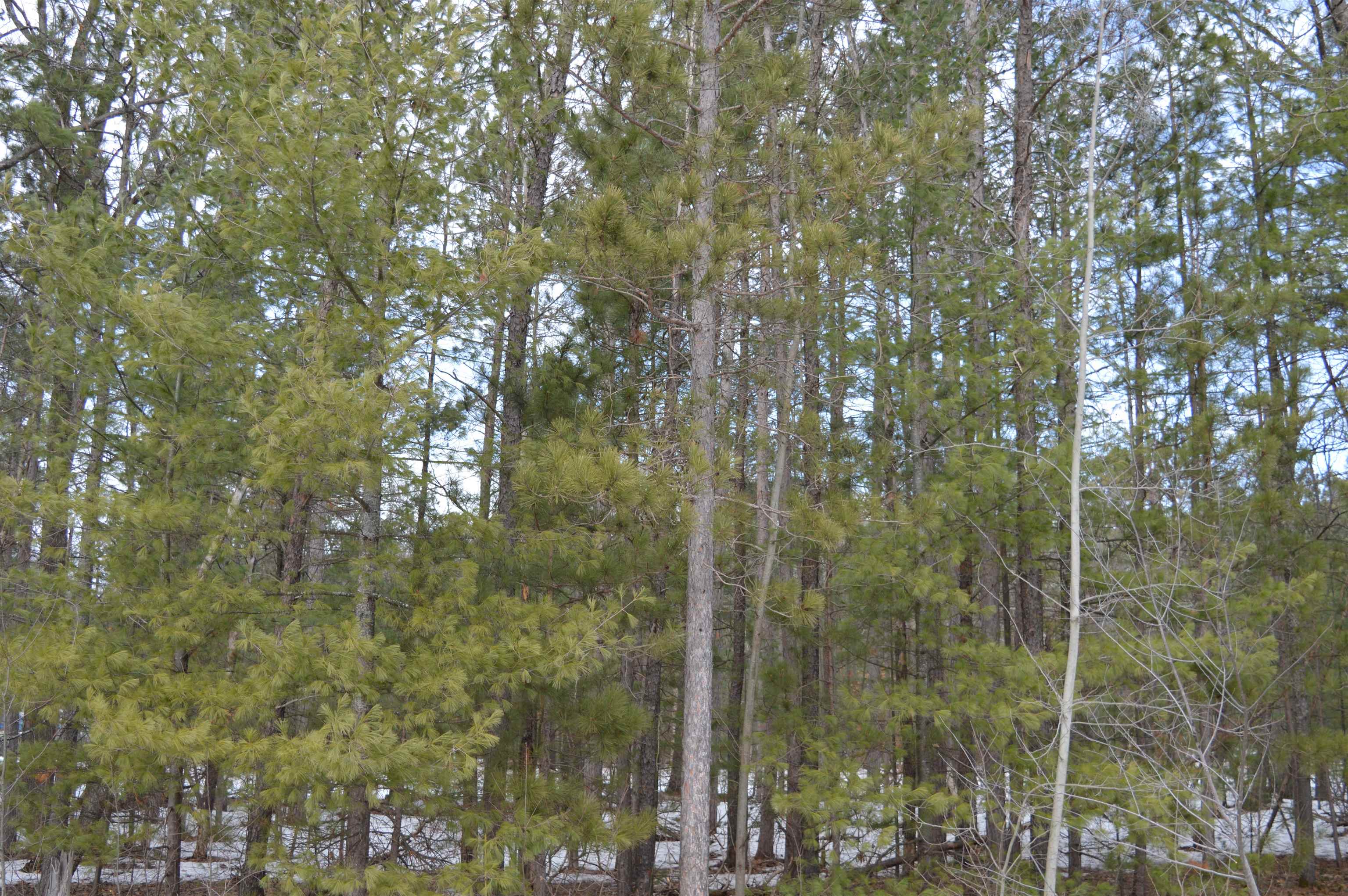 1983 Bunker Drive Kalkaska Township MI 49646