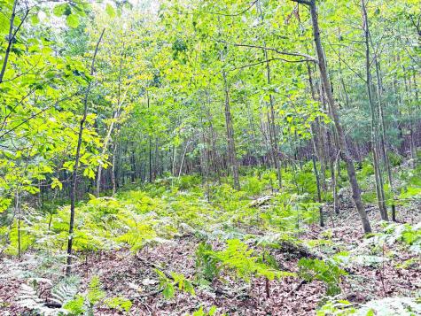N Leaton Road Denver Township MI 48858