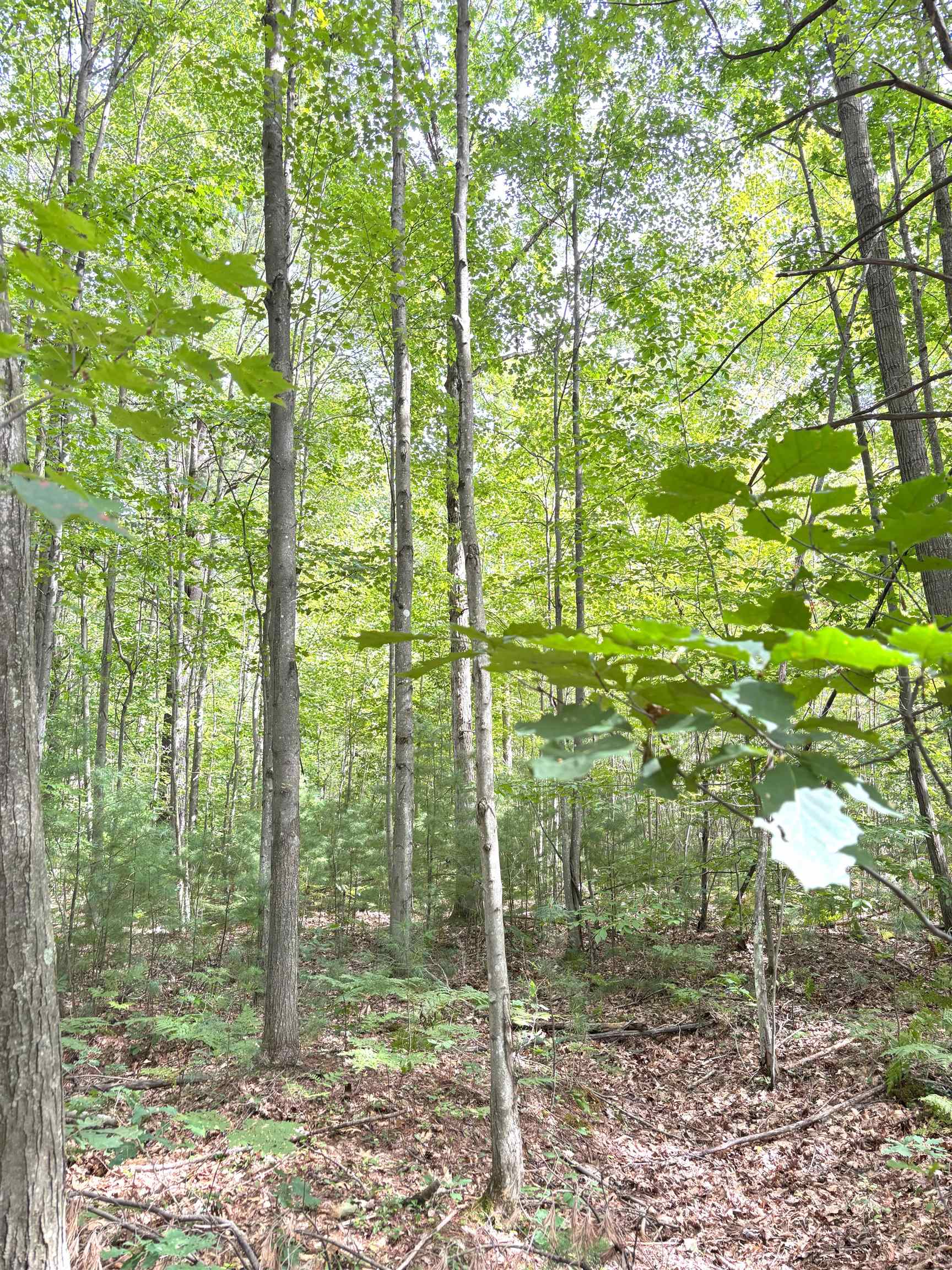 N Leaton Road Denver Township MI 48858