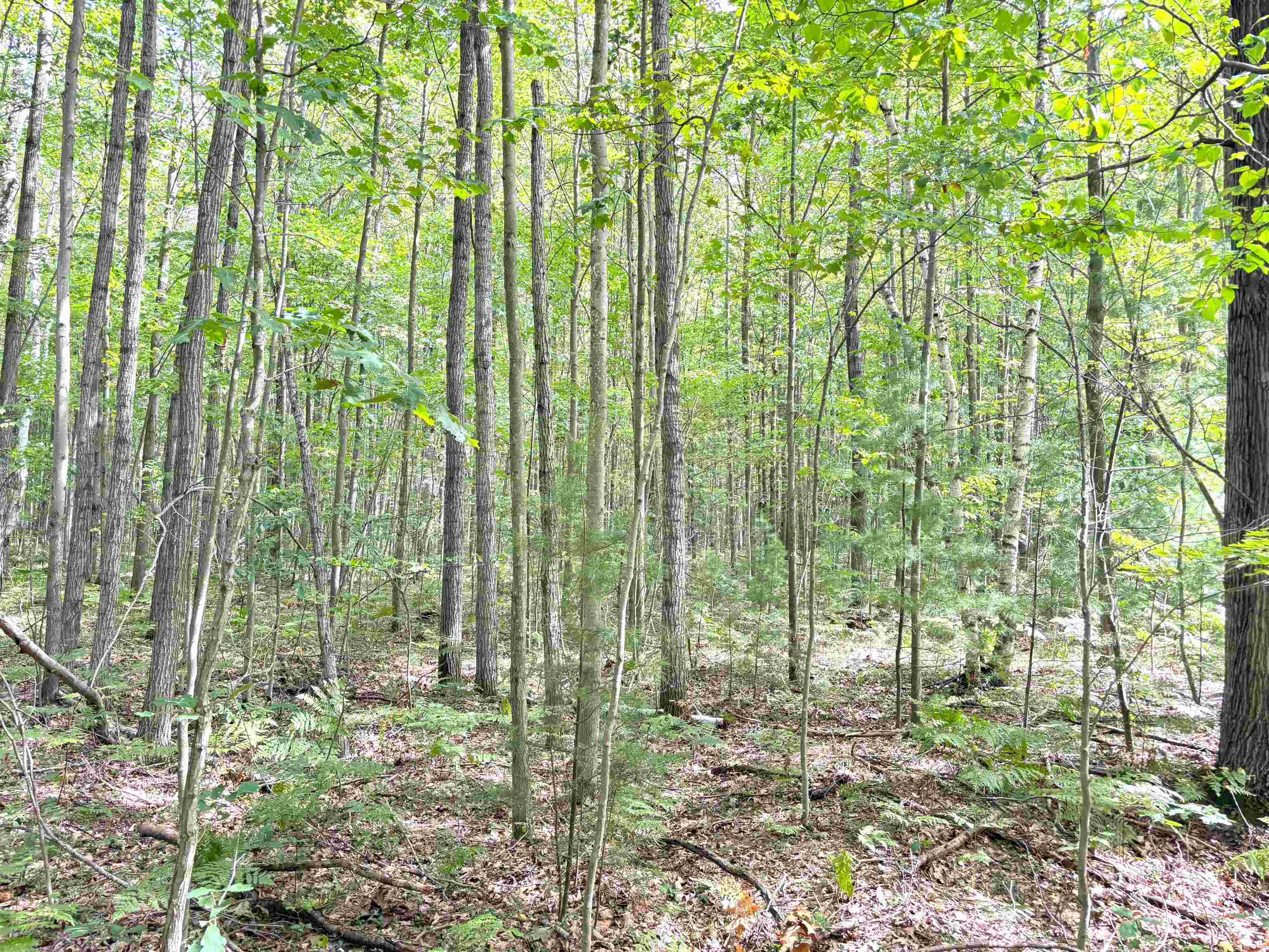N Leaton Road Denver Township MI 48858