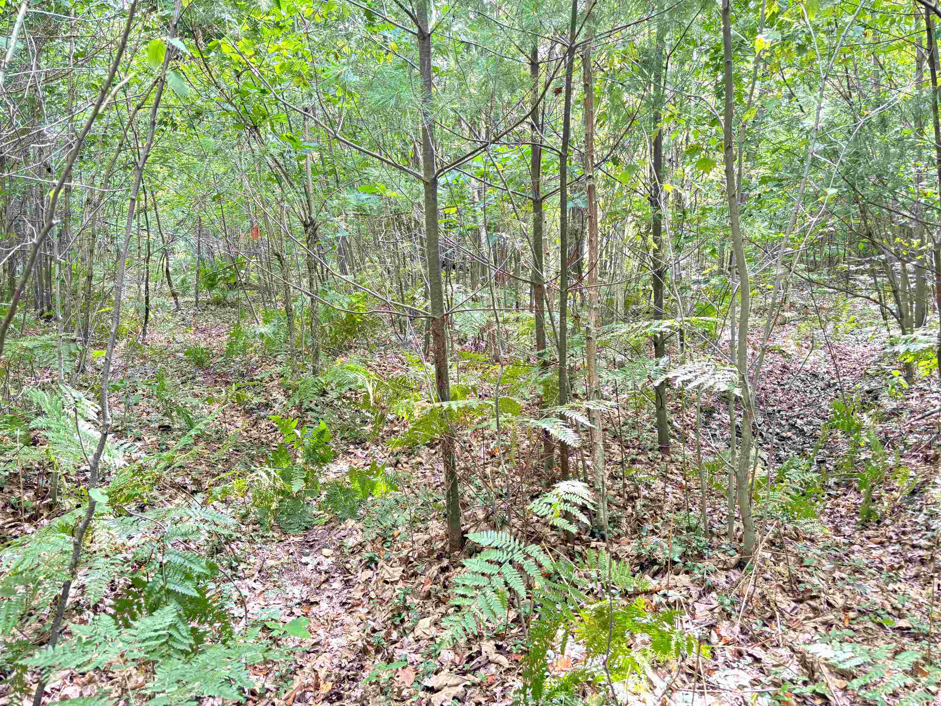 N Leaton Road Denver Township MI 48858