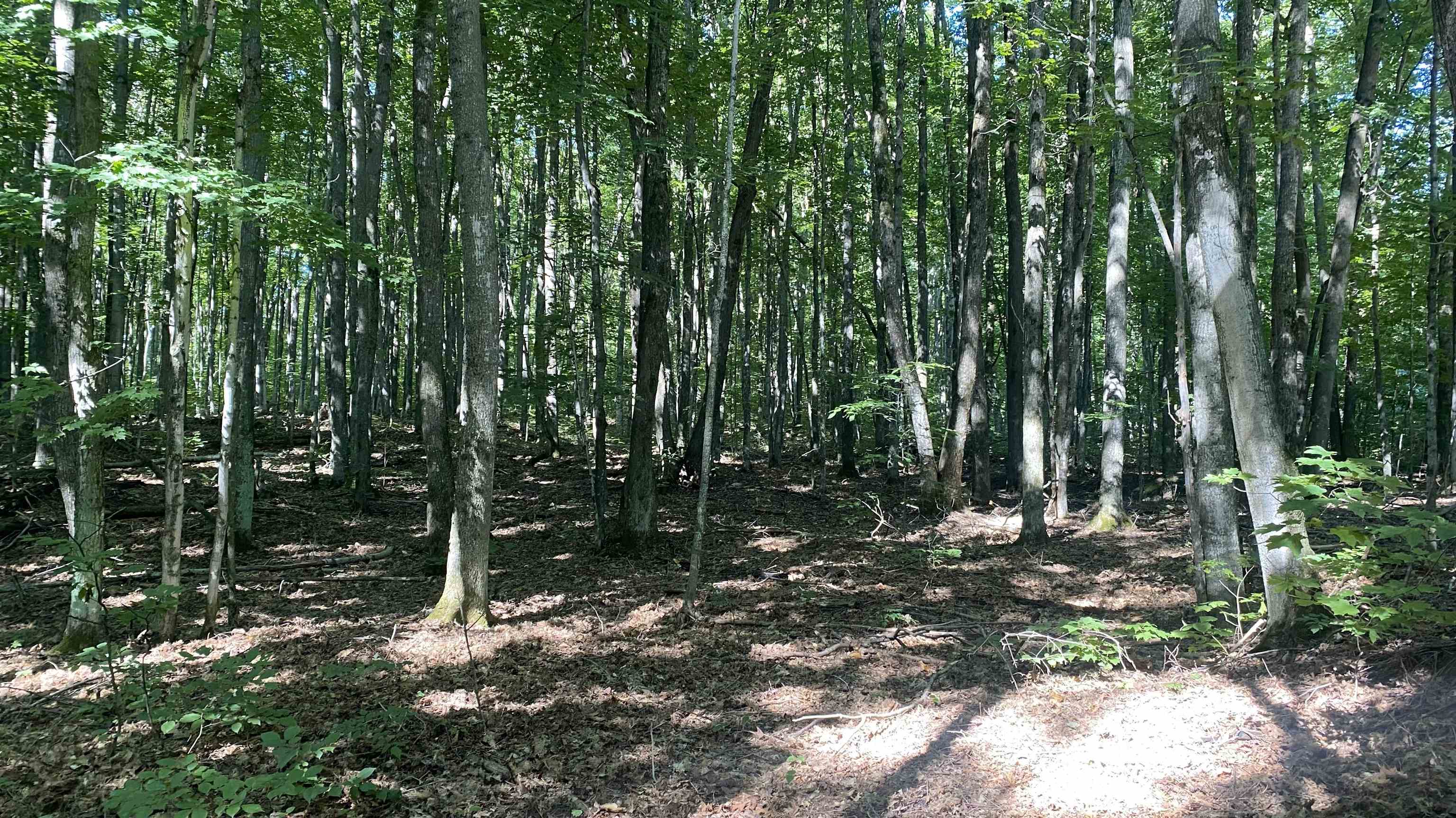 Lot 113 Forestgrove Court Star Township MI 49730