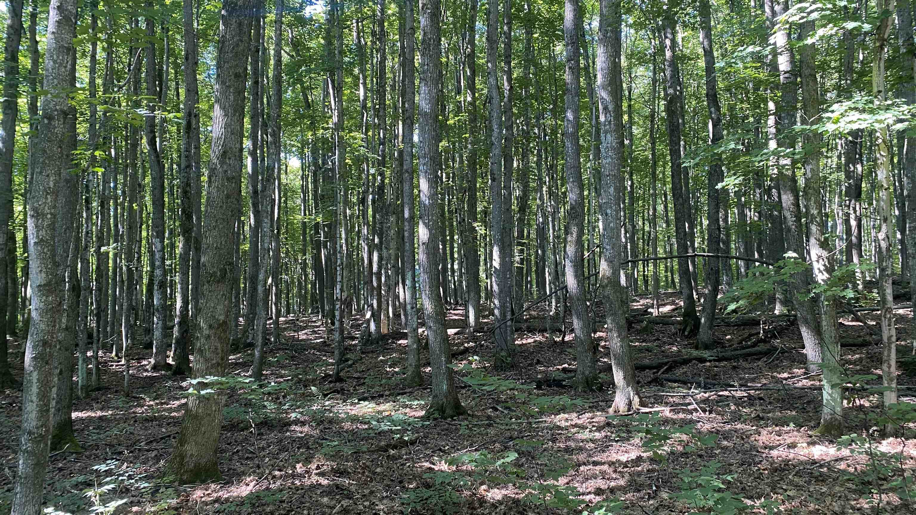 Lot 113 Forestgrove Court Star Township MI 49730