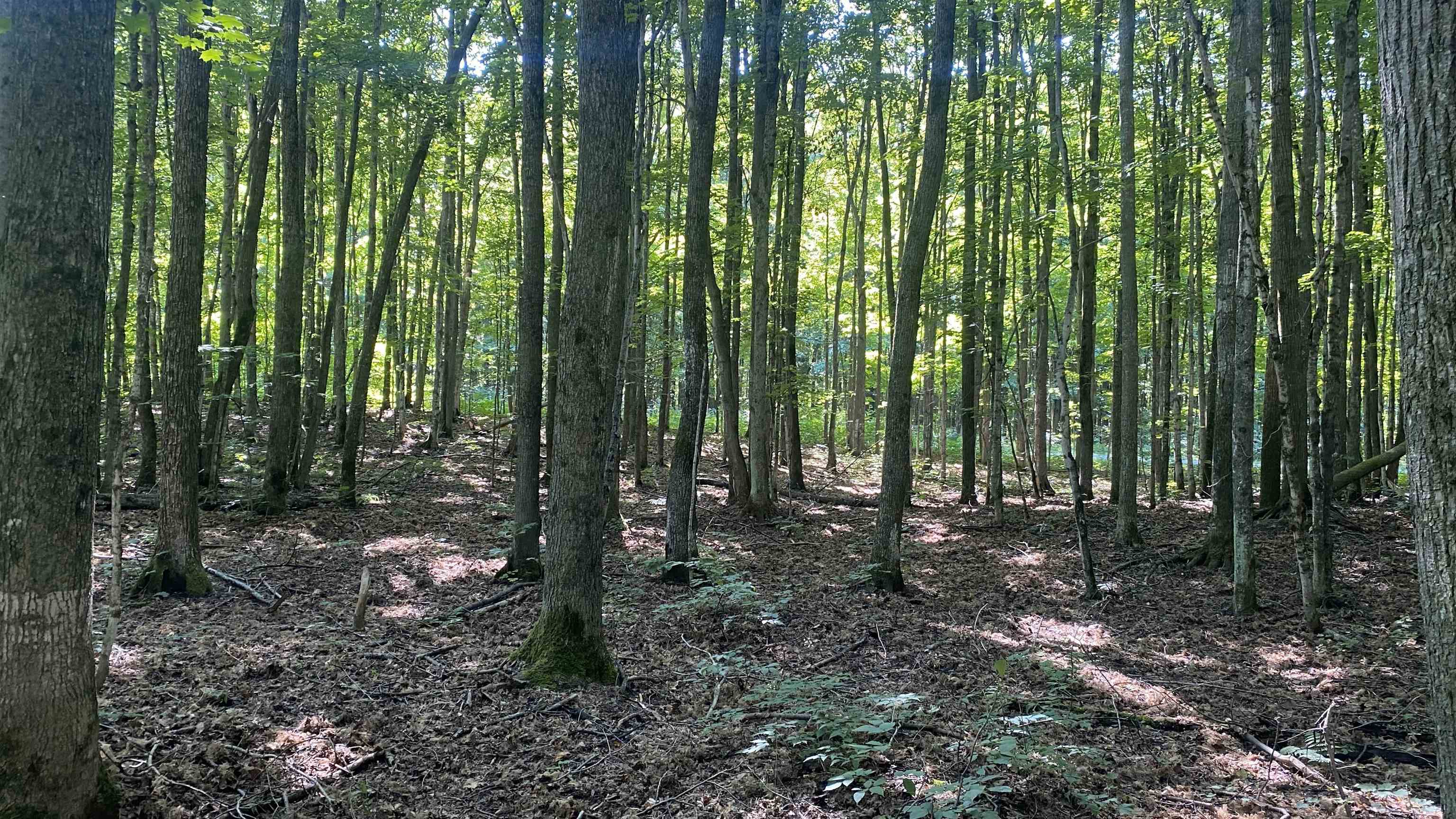 Lot 113 Forestgrove Court Star Township MI 49730