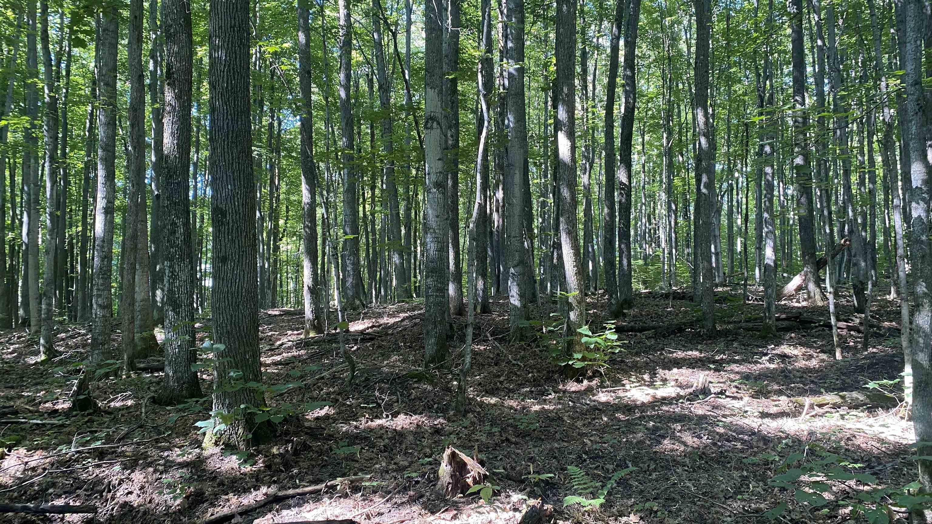 Lot 113 Forestgrove Court Star Township MI 49730