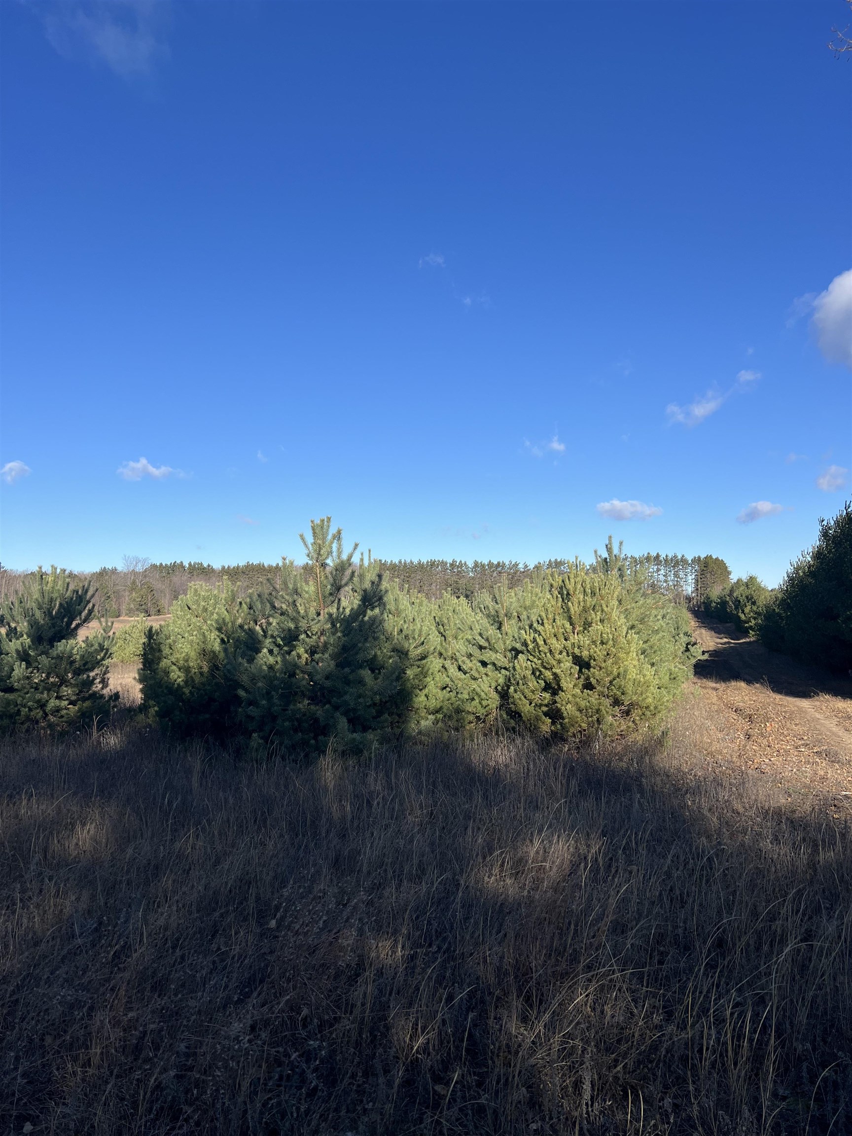 Vacant Land Johnson Road Custer Township MI 49615