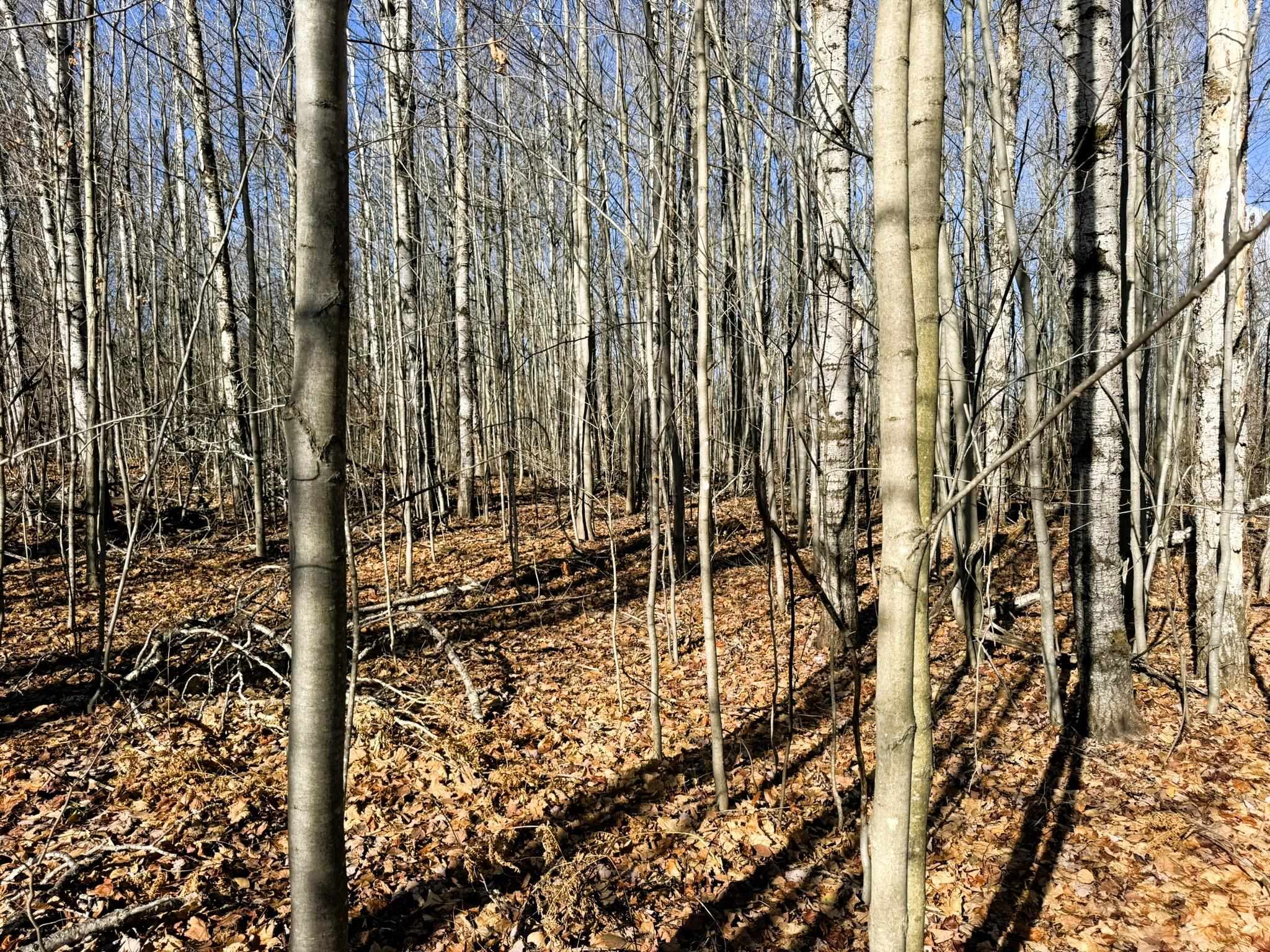 Lot 134 Wilderness Circle Mancelona Township MI 49659