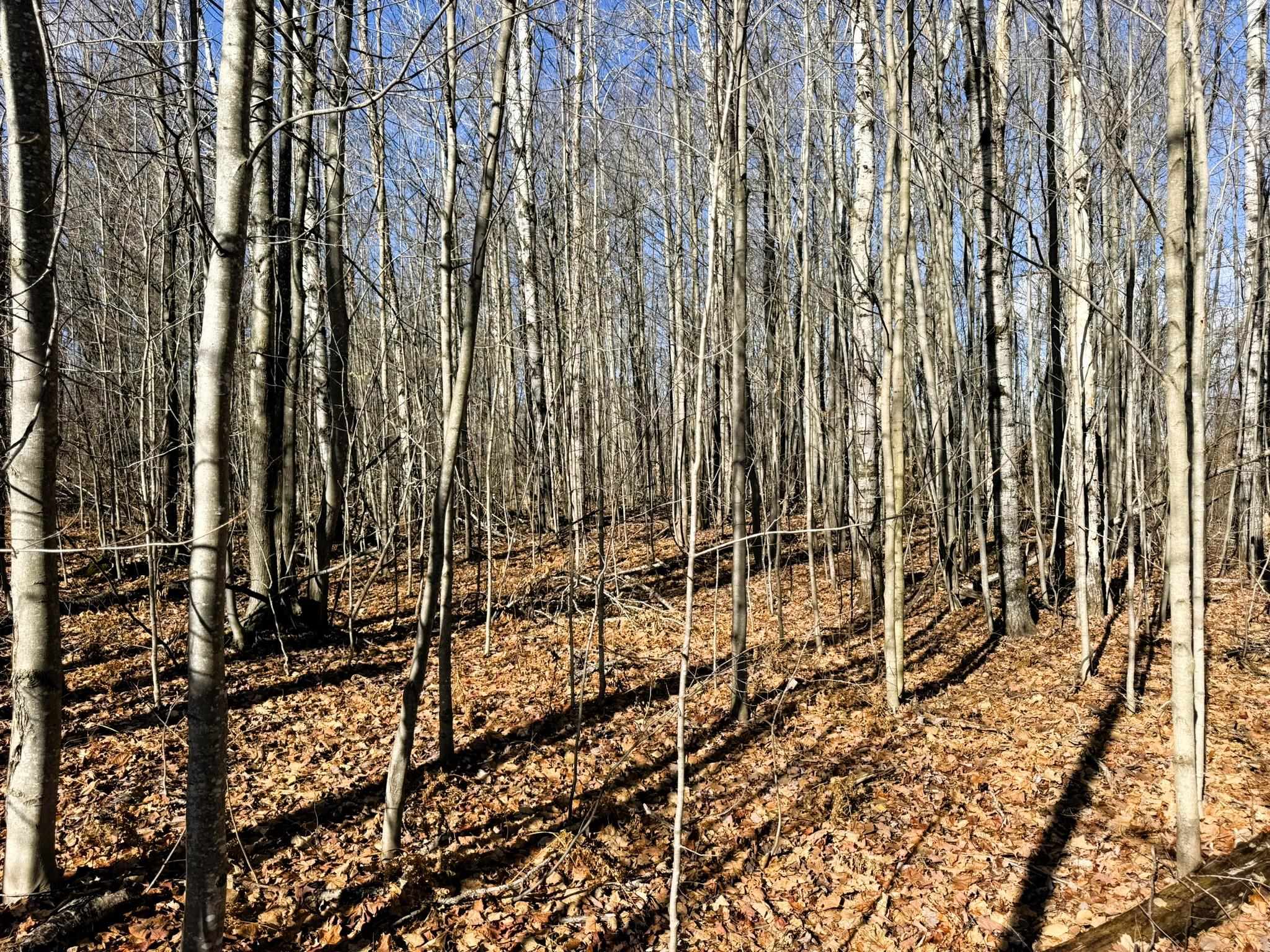 Lot 134 Wilderness Circle Mancelona Township MI 49659